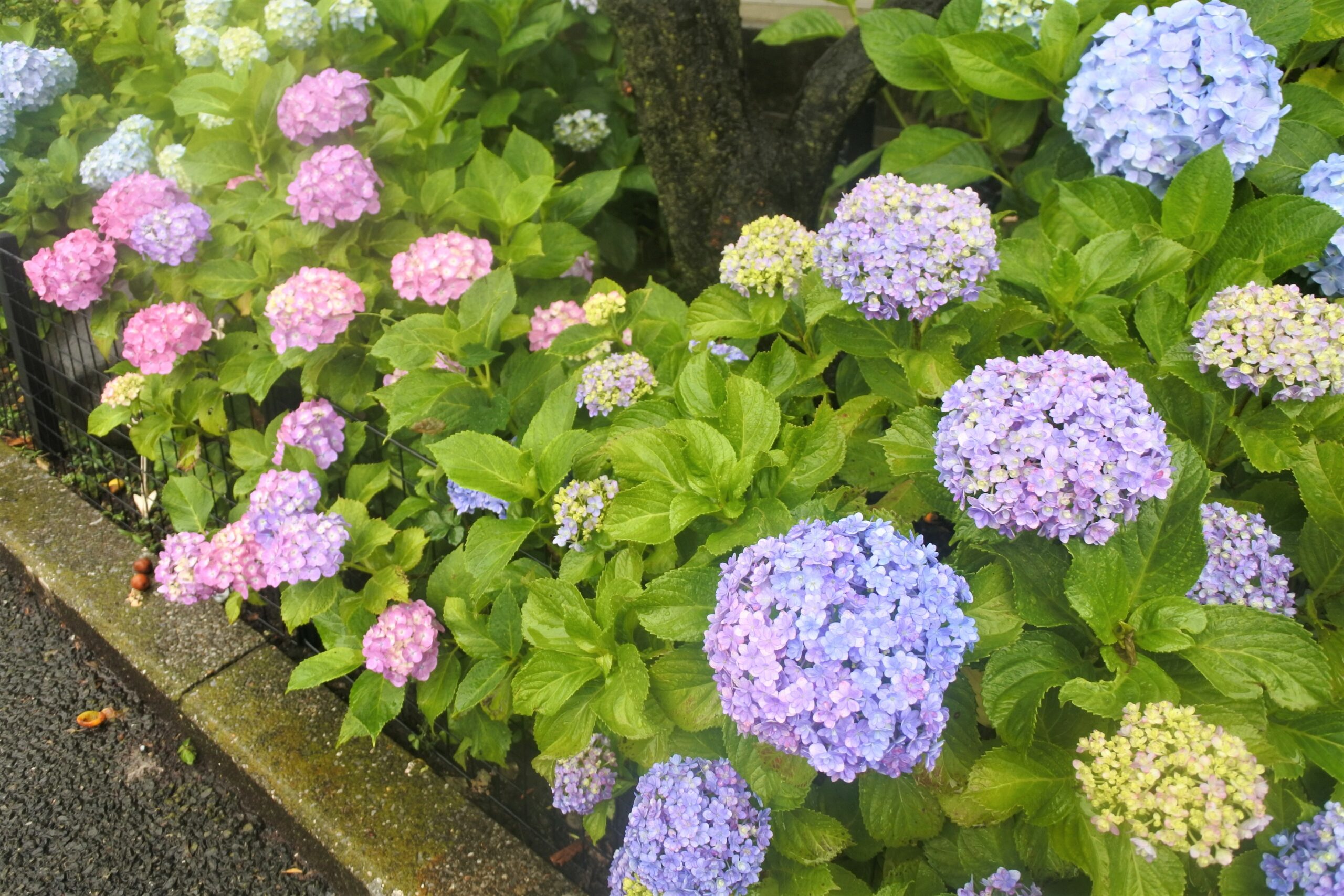 文京あじさいまつり