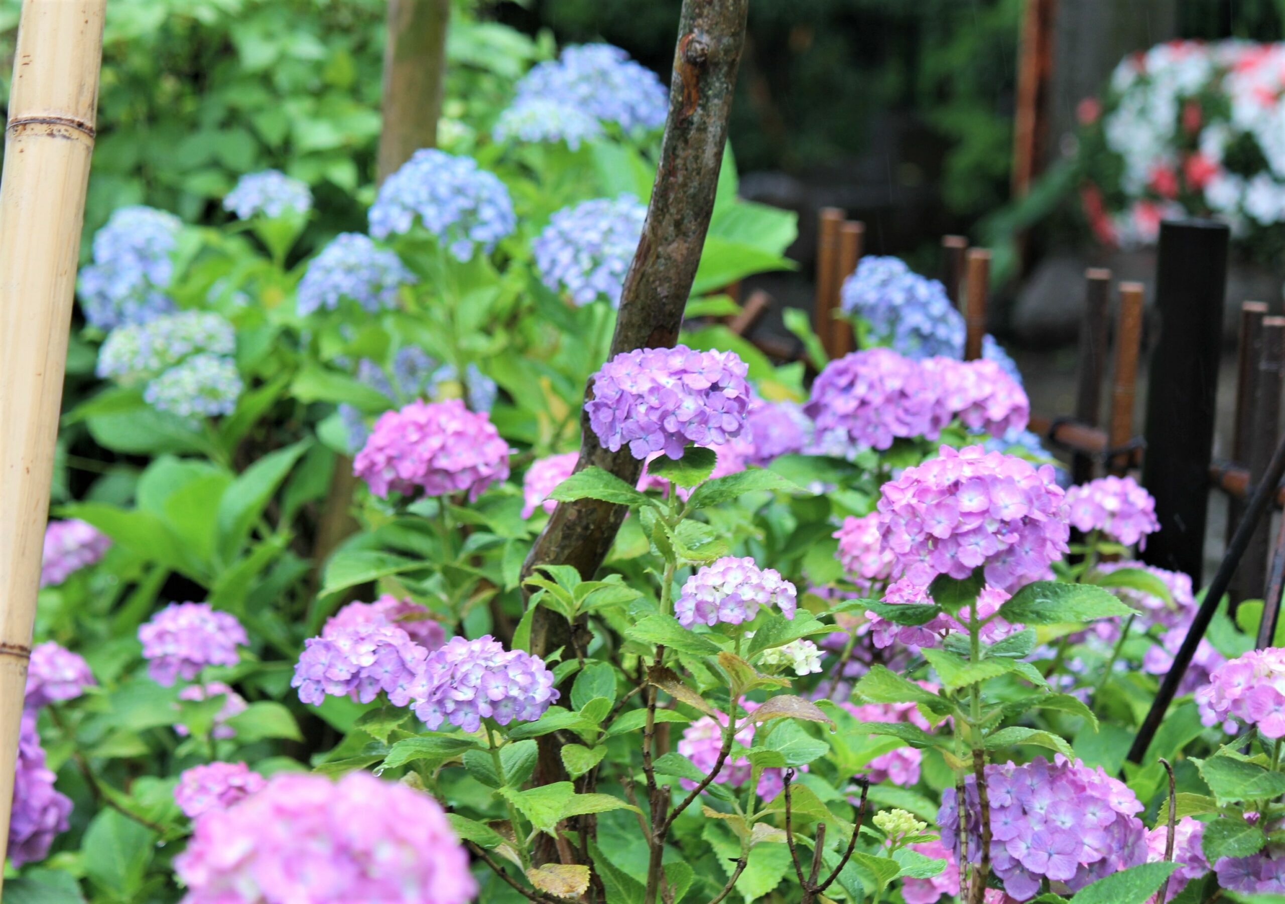 文京あじさいまつり