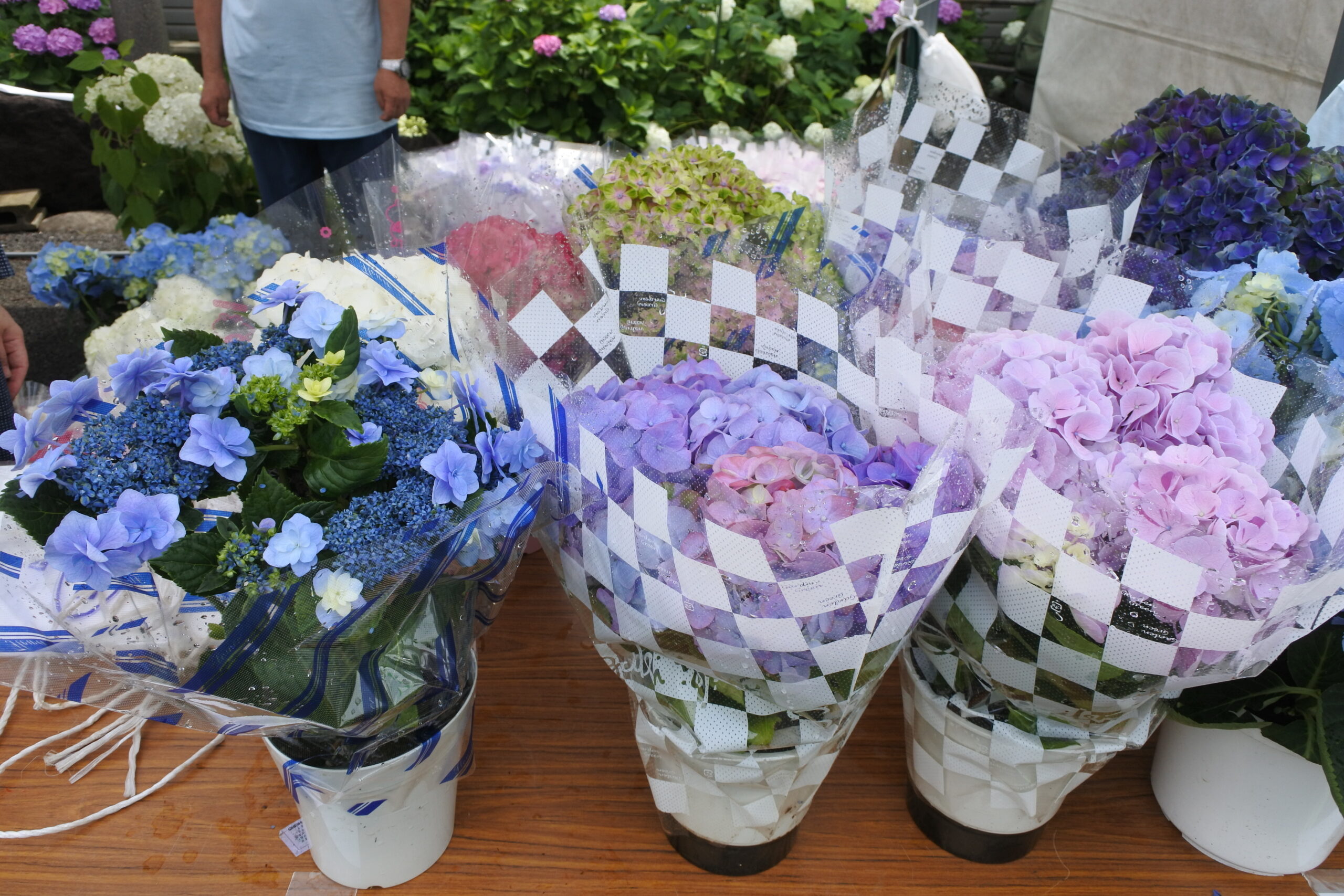 文京あじさいまつり　あじさいの販売