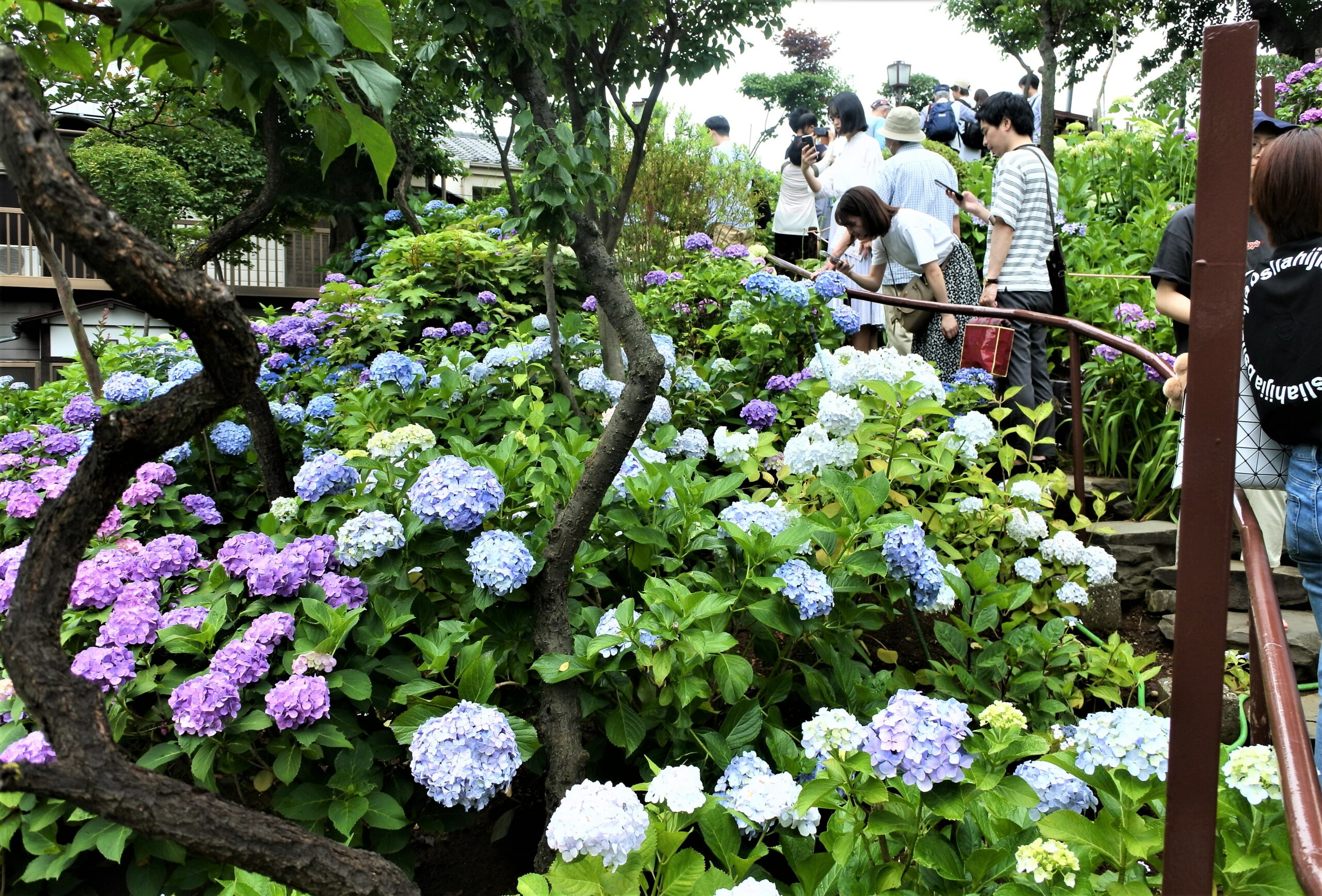 文京あじさいまつり　富士塚の様子