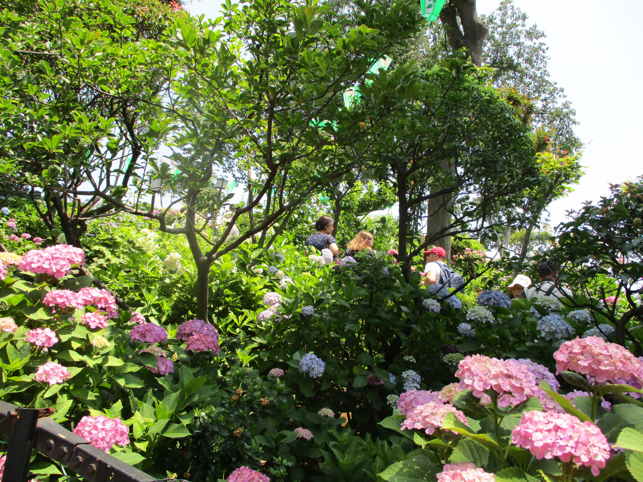 文京あじさいまつり