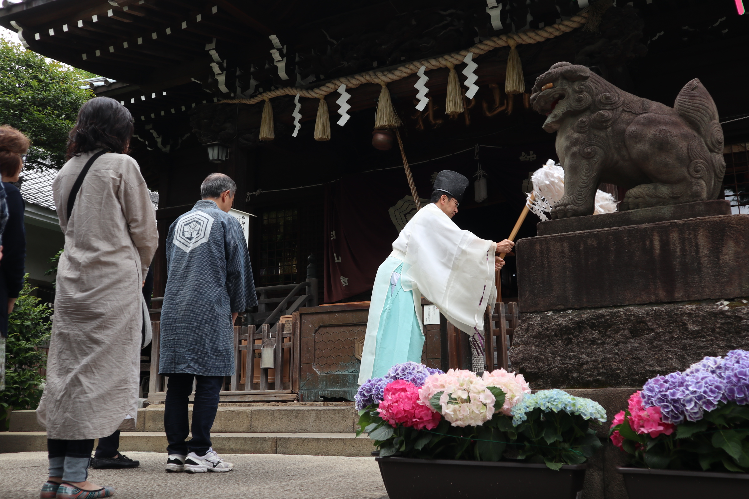 文京あじさいまつり