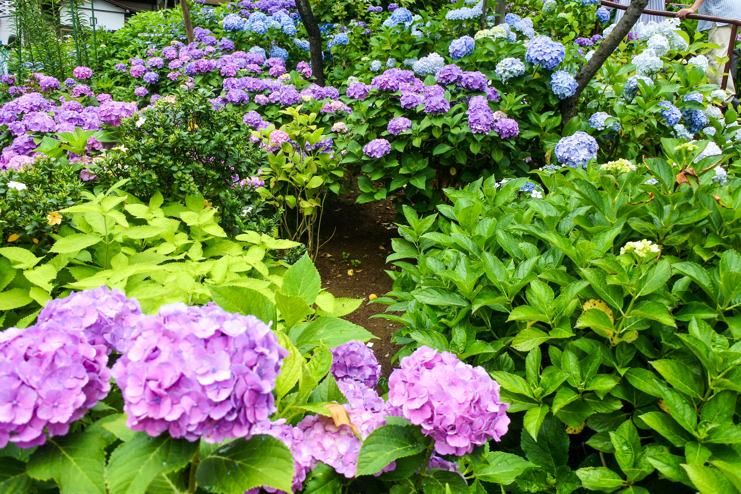 文京あじさいまつり　富士塚のあじさい