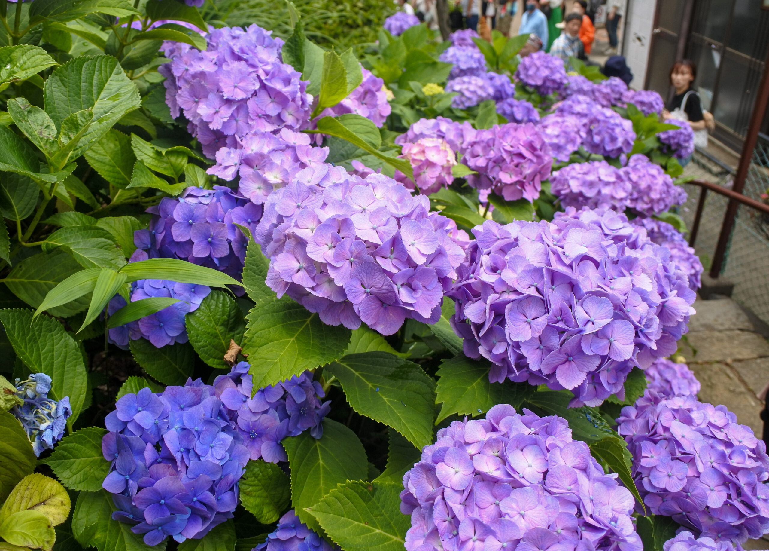 文京あじさいまつり　あじさい