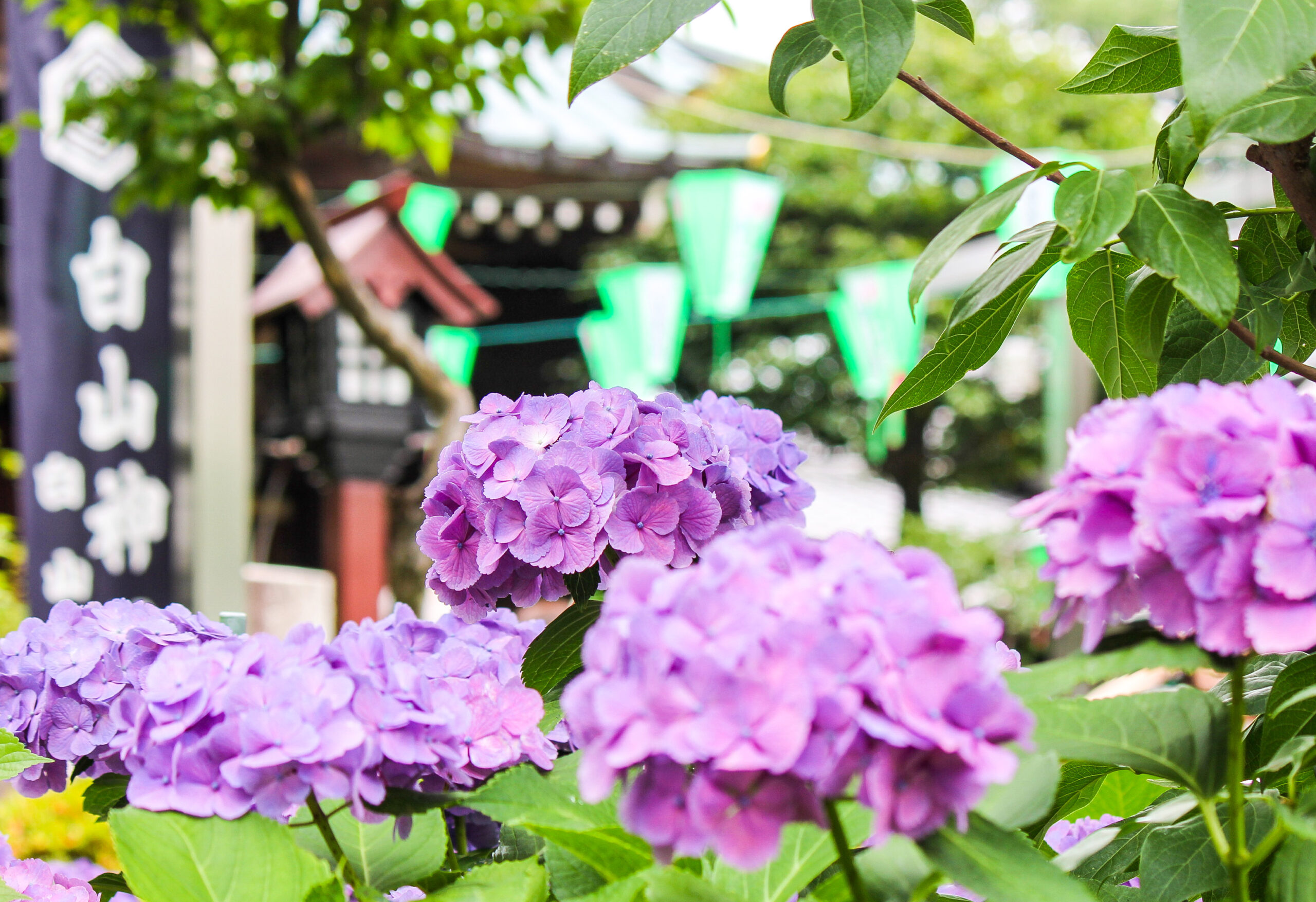 文京あじさいまつりのあじさい