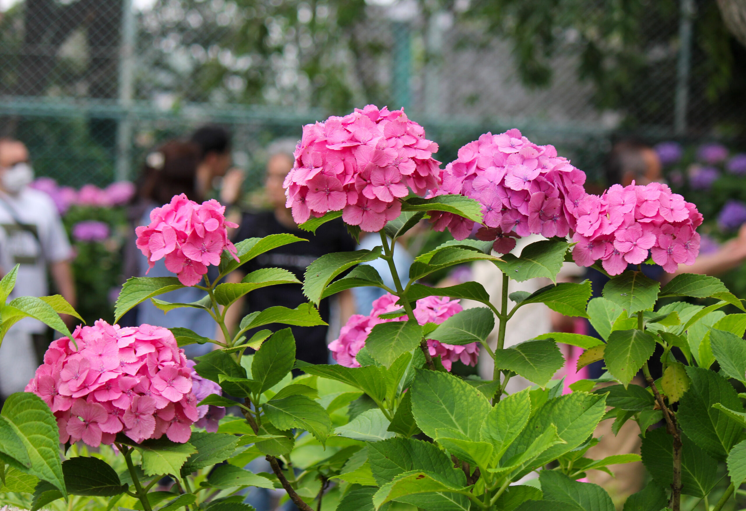 文京あじさいまつりのあじさい