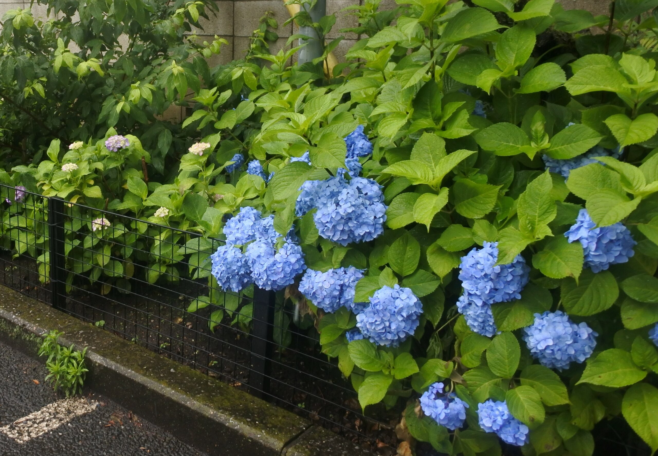 文京あじさいまつり