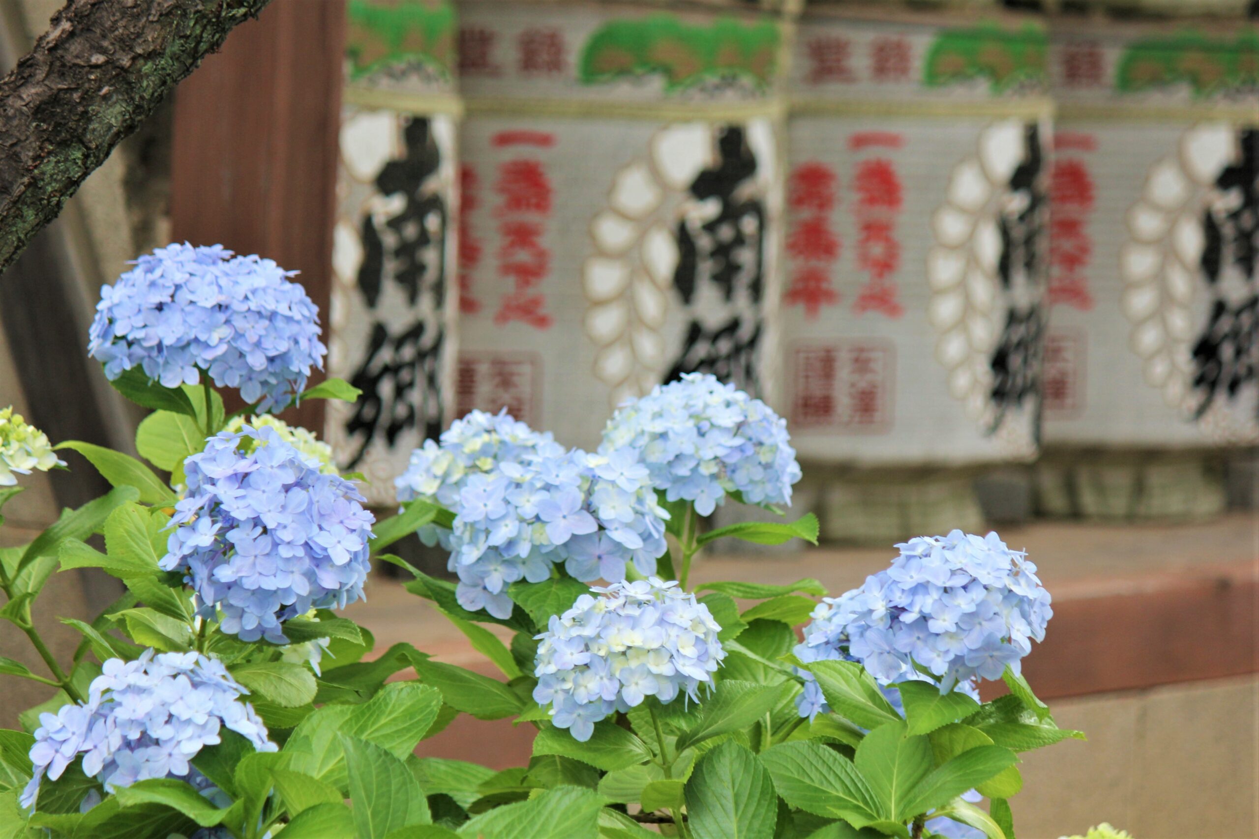 文京あじさいまつりのあじさい