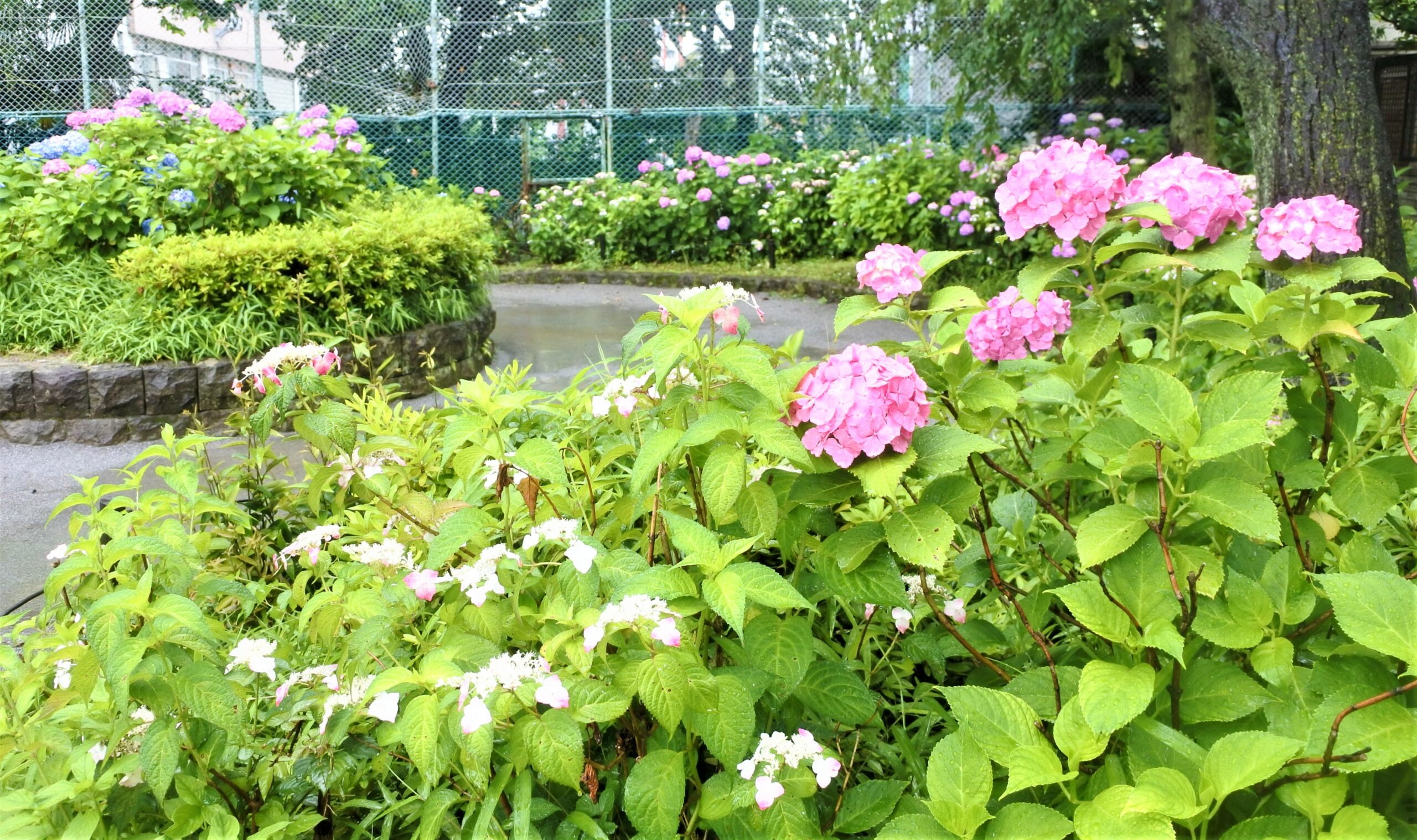 文京あじさいまつり