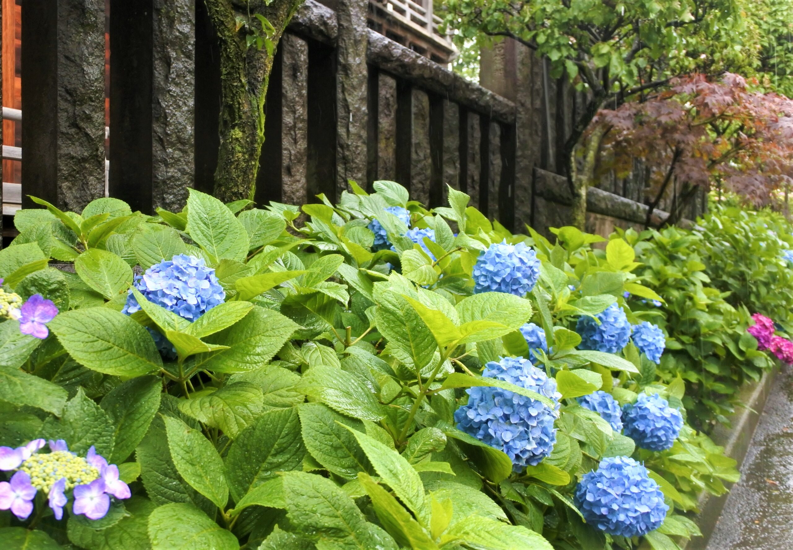 文京あじさいまつり