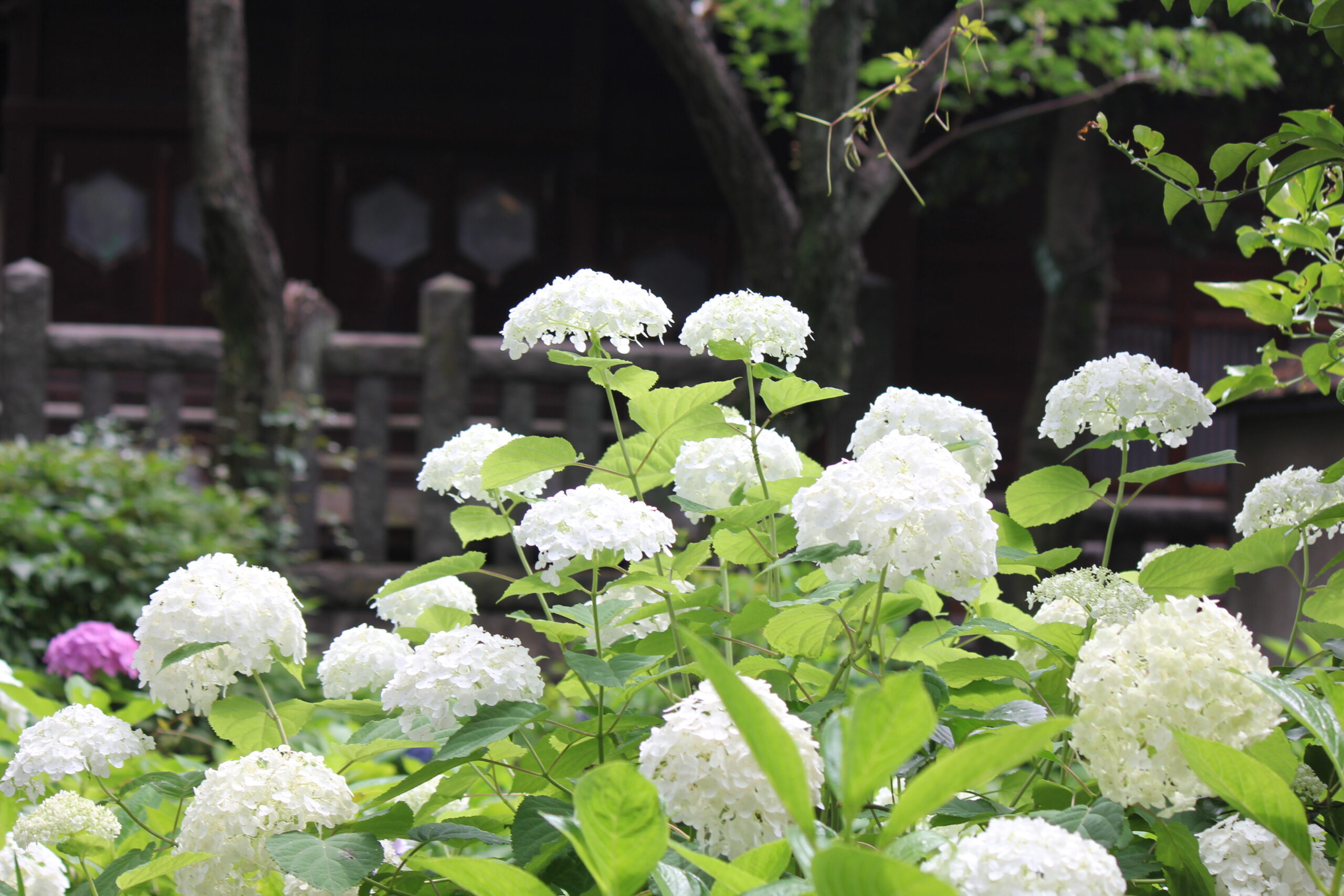 文京あじさいまつりのあじさい