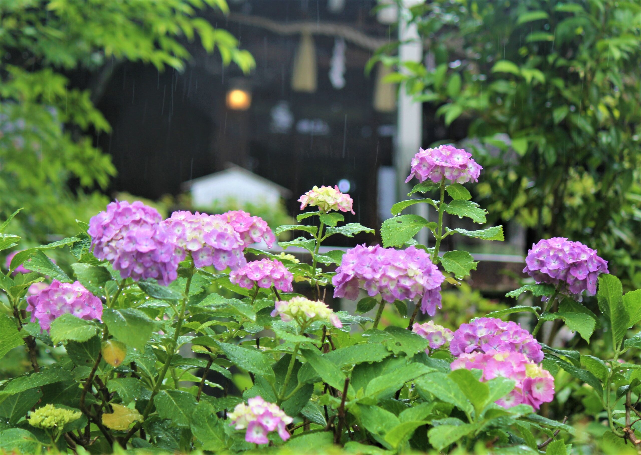 文京あじさいまつり