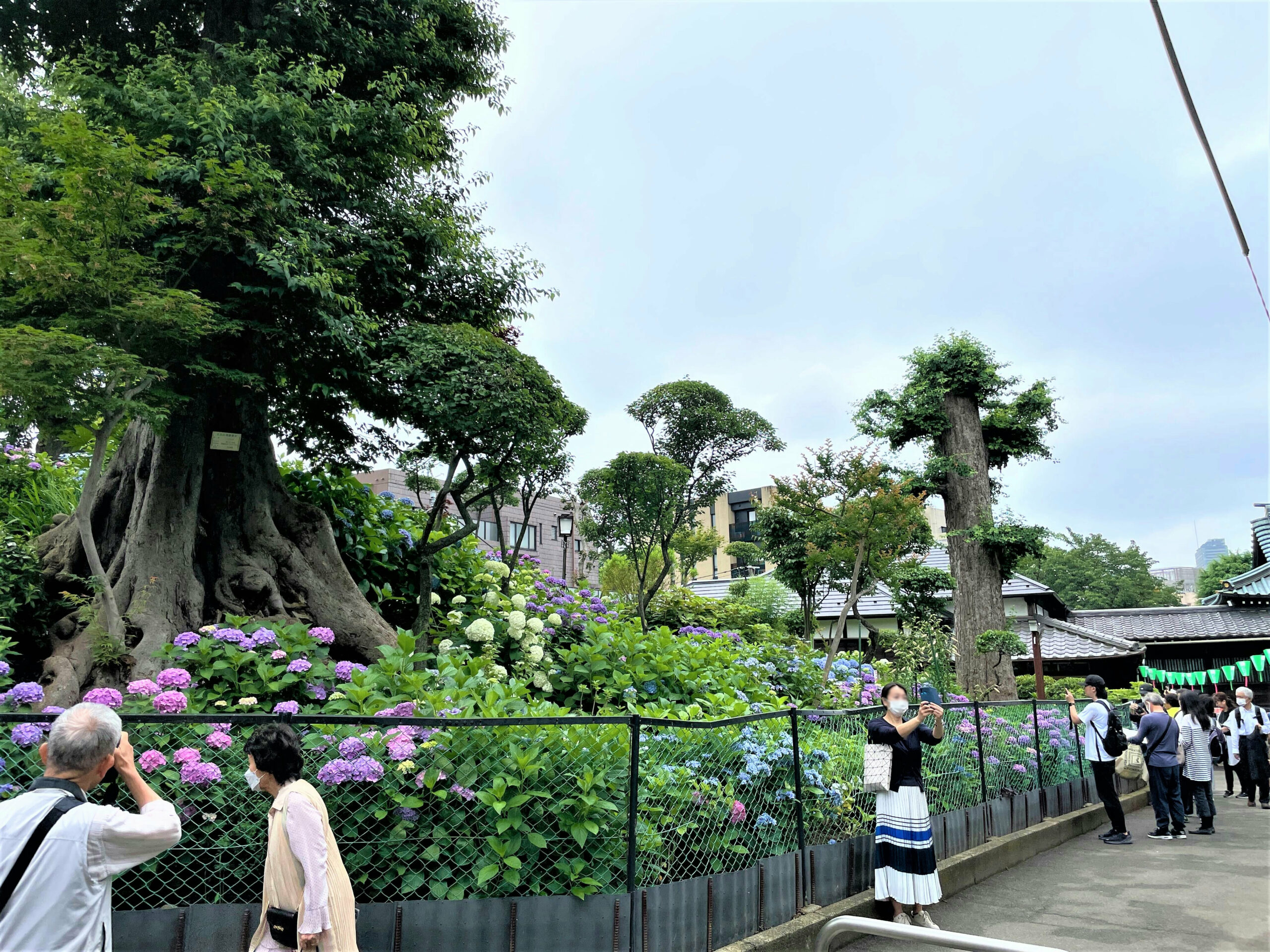 文京あじさいまつり　会場の様子