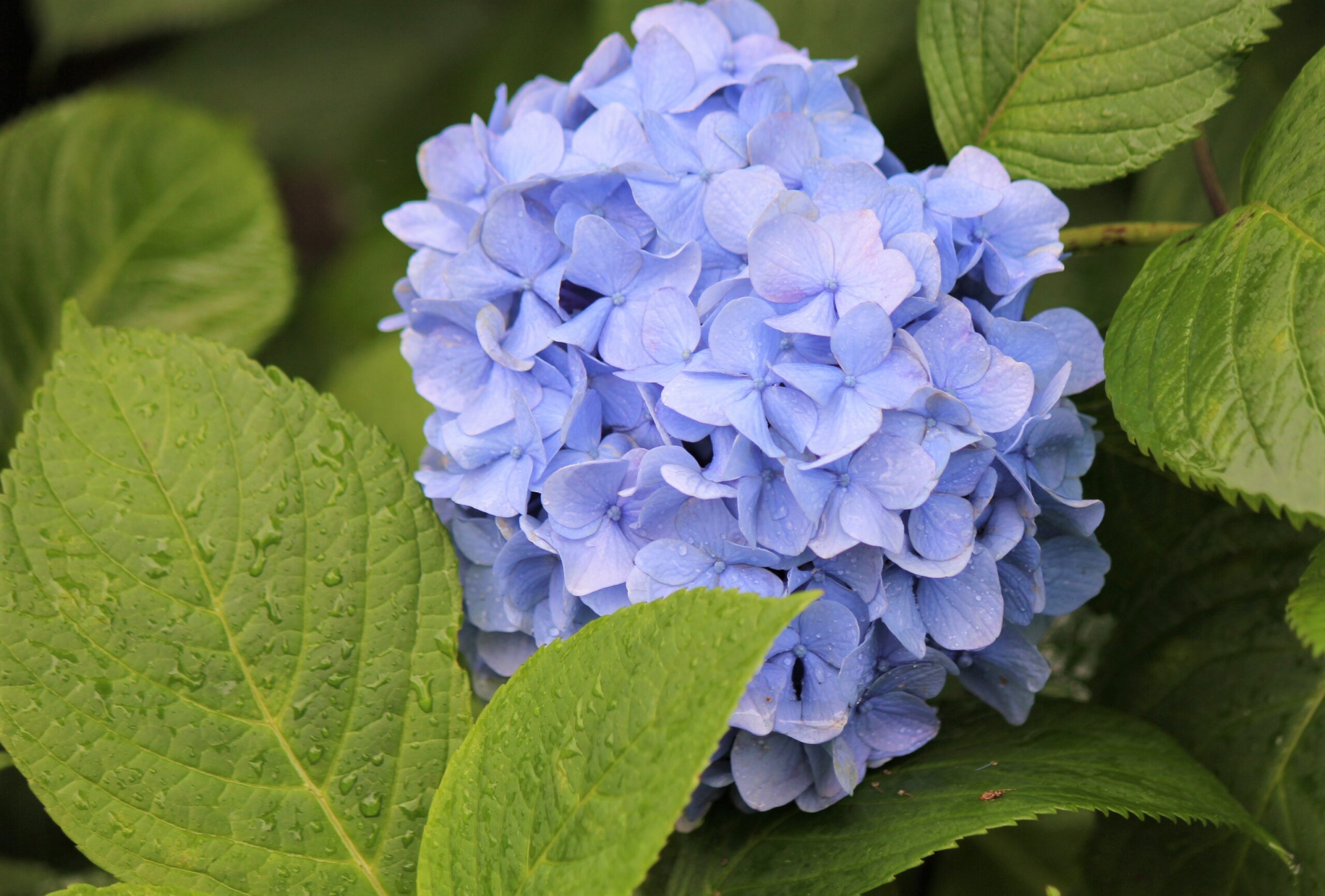 文京あじさいまつり