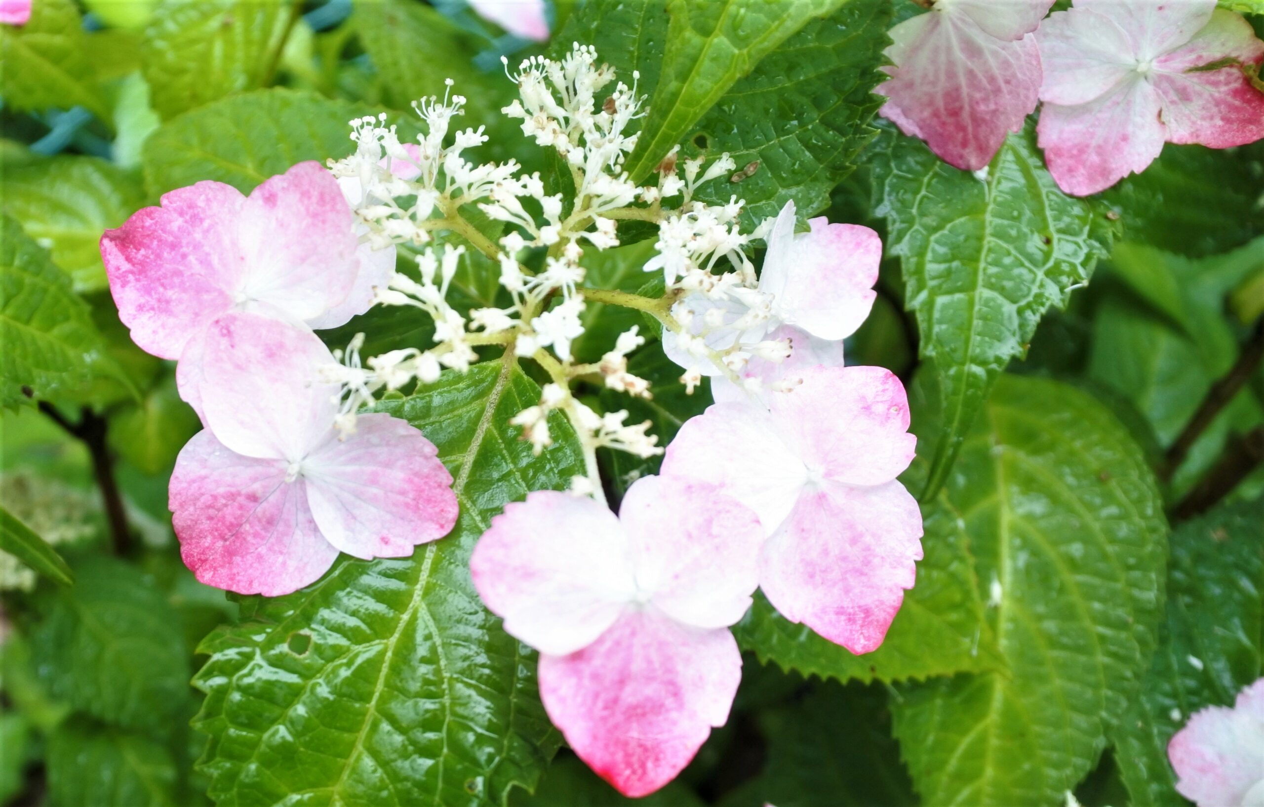 文京あじさいまつり