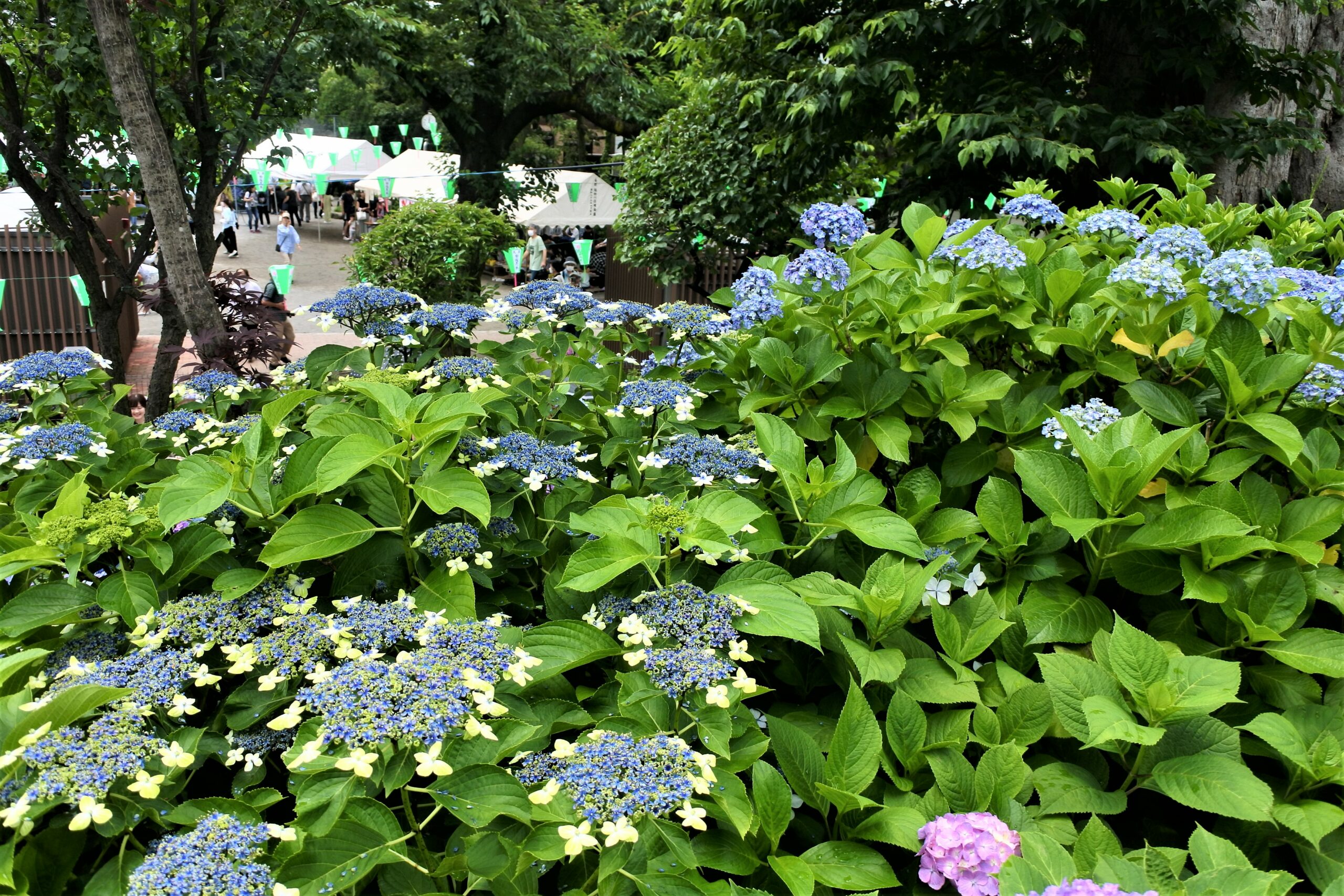 文京あじさいまつりのあじさい