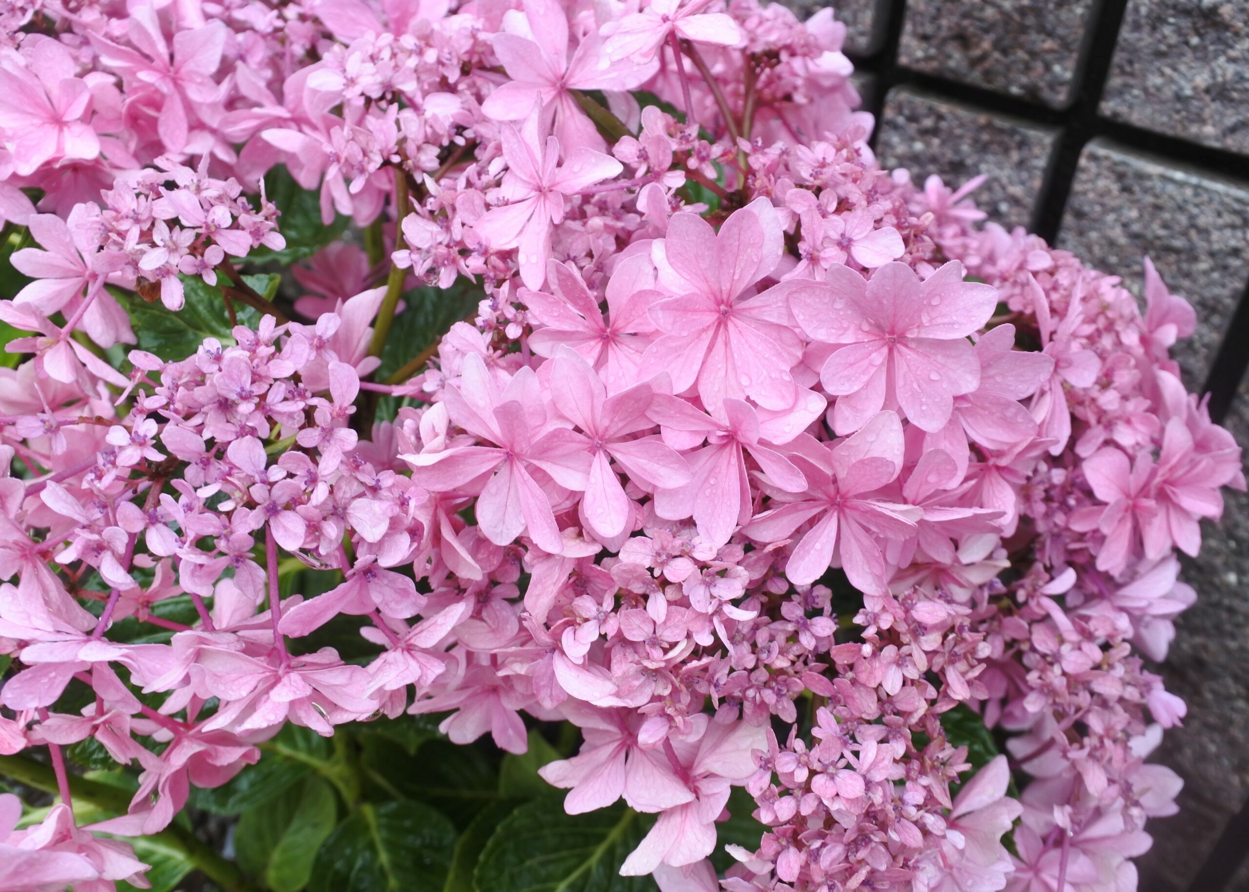 文京あじさいまつり