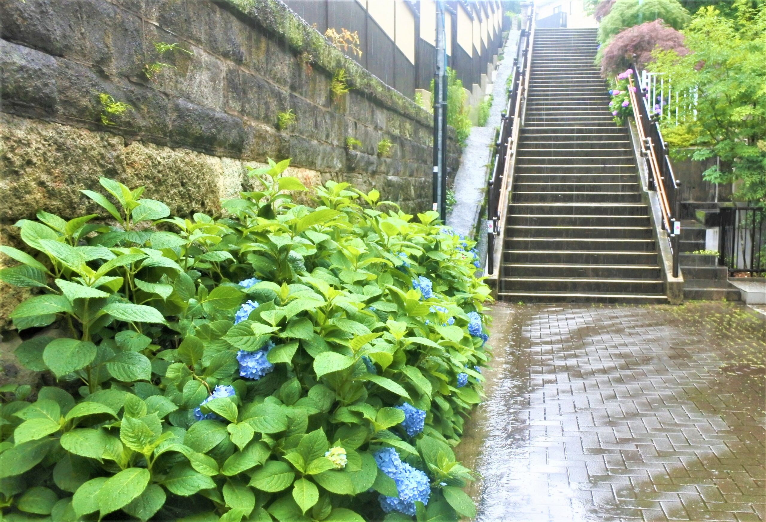 文京あじさいまつり