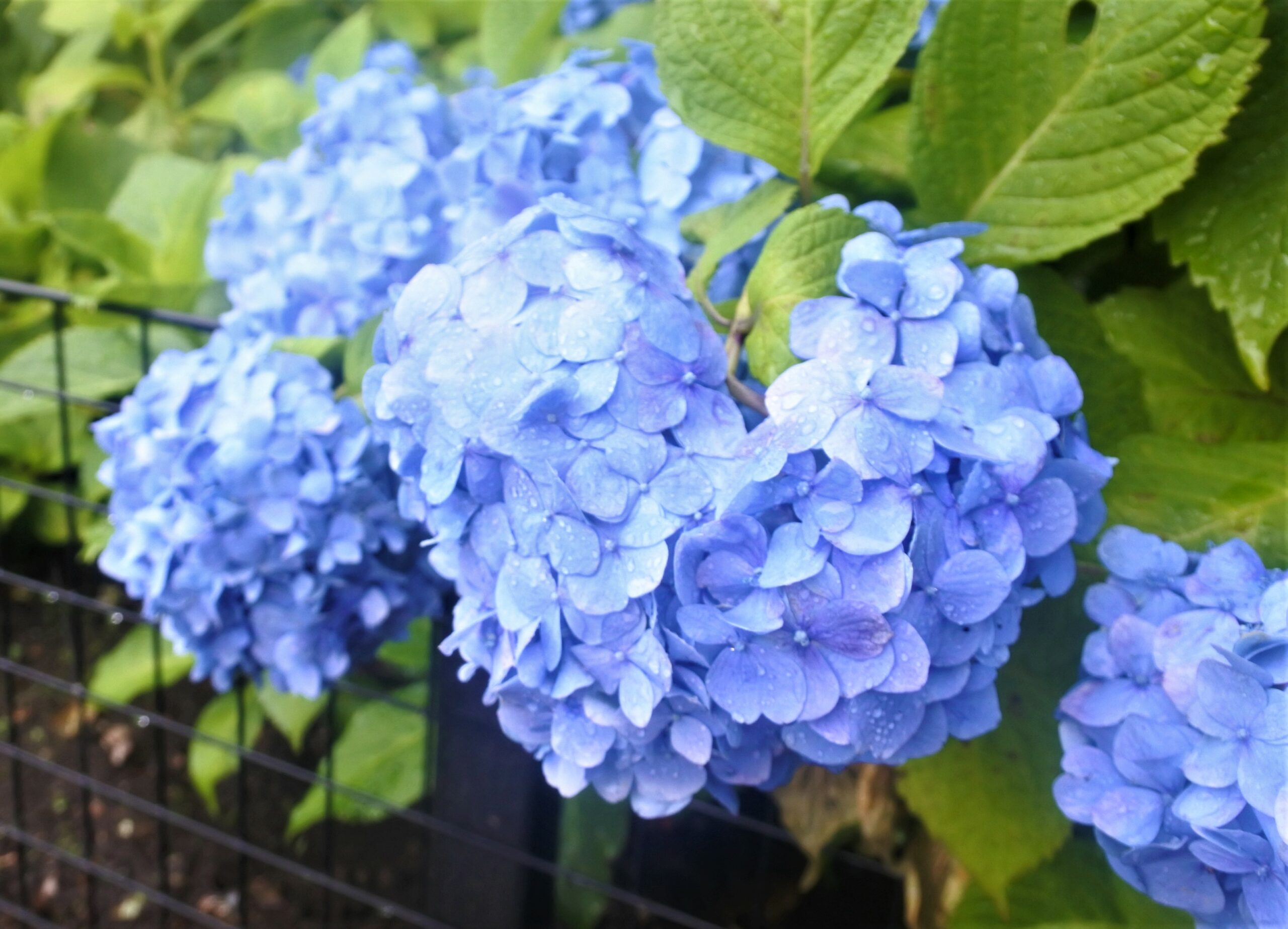 文京あじさいまつり