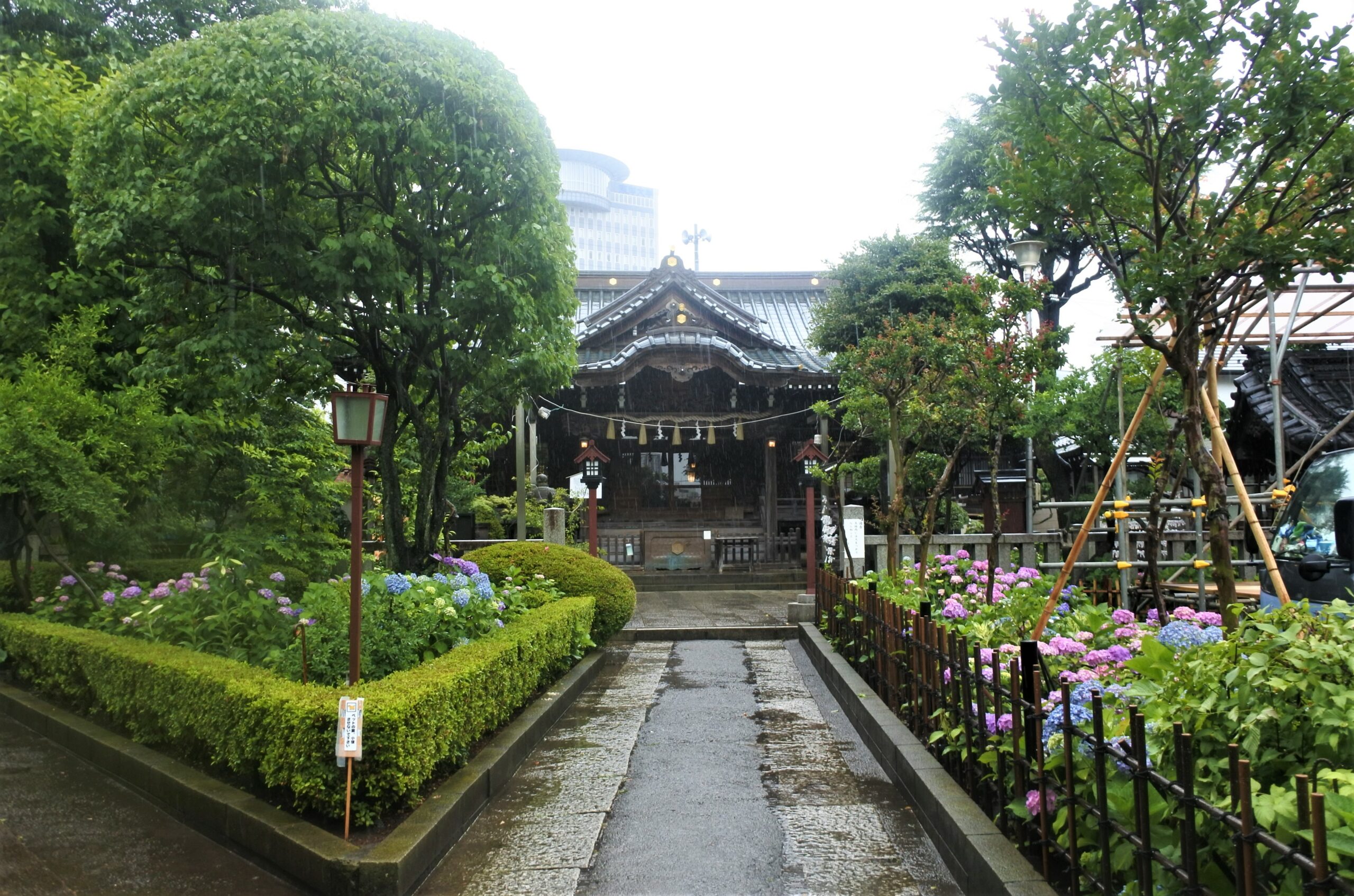 文京あじさいまつり