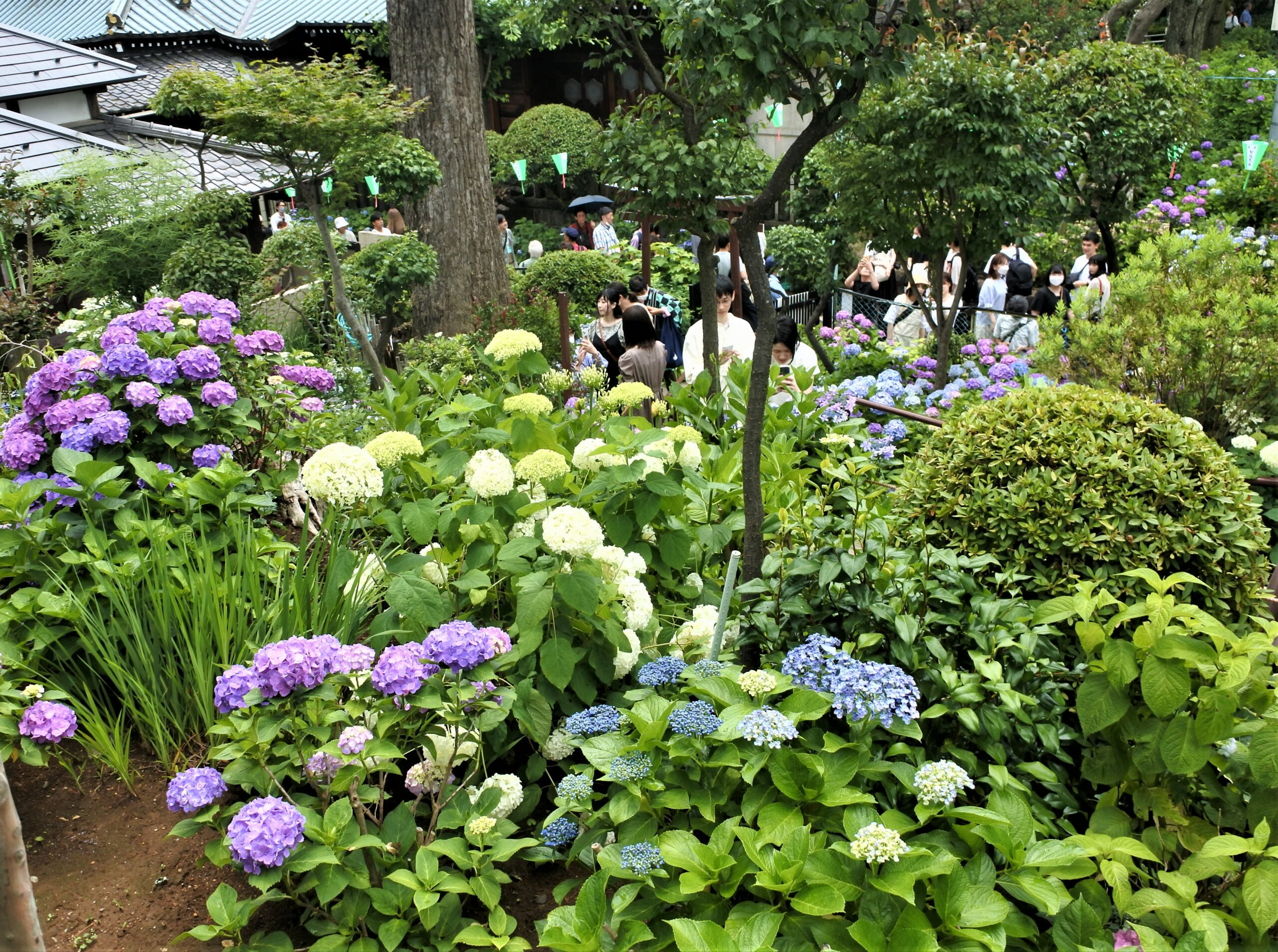文京あじさいまつり　富士塚の様子