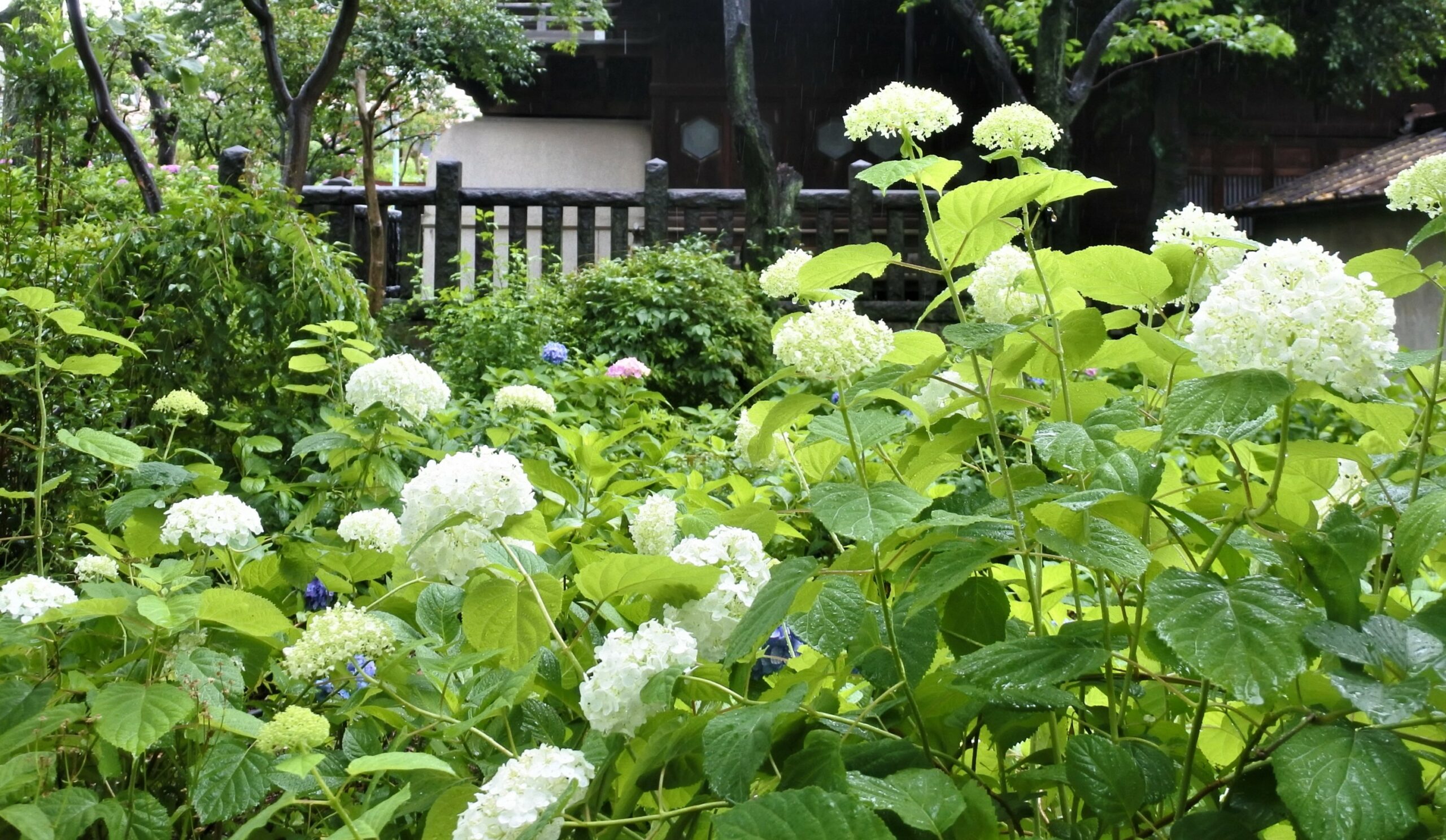 文京あじさいまつり
