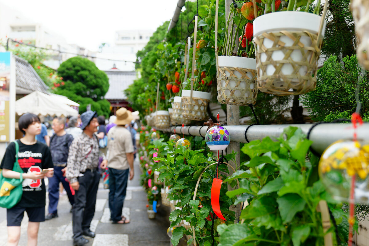 夏の風物詩、文京朝顔・ほおずき市、2023年の様子をレポート！趣のある東京・小石川のまちなみを歩いて、食べて、遊べる2日間！