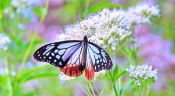 秋の七草とは？食べられる？いつ誰が決めた？７つの草花の簡単な覚え方も！