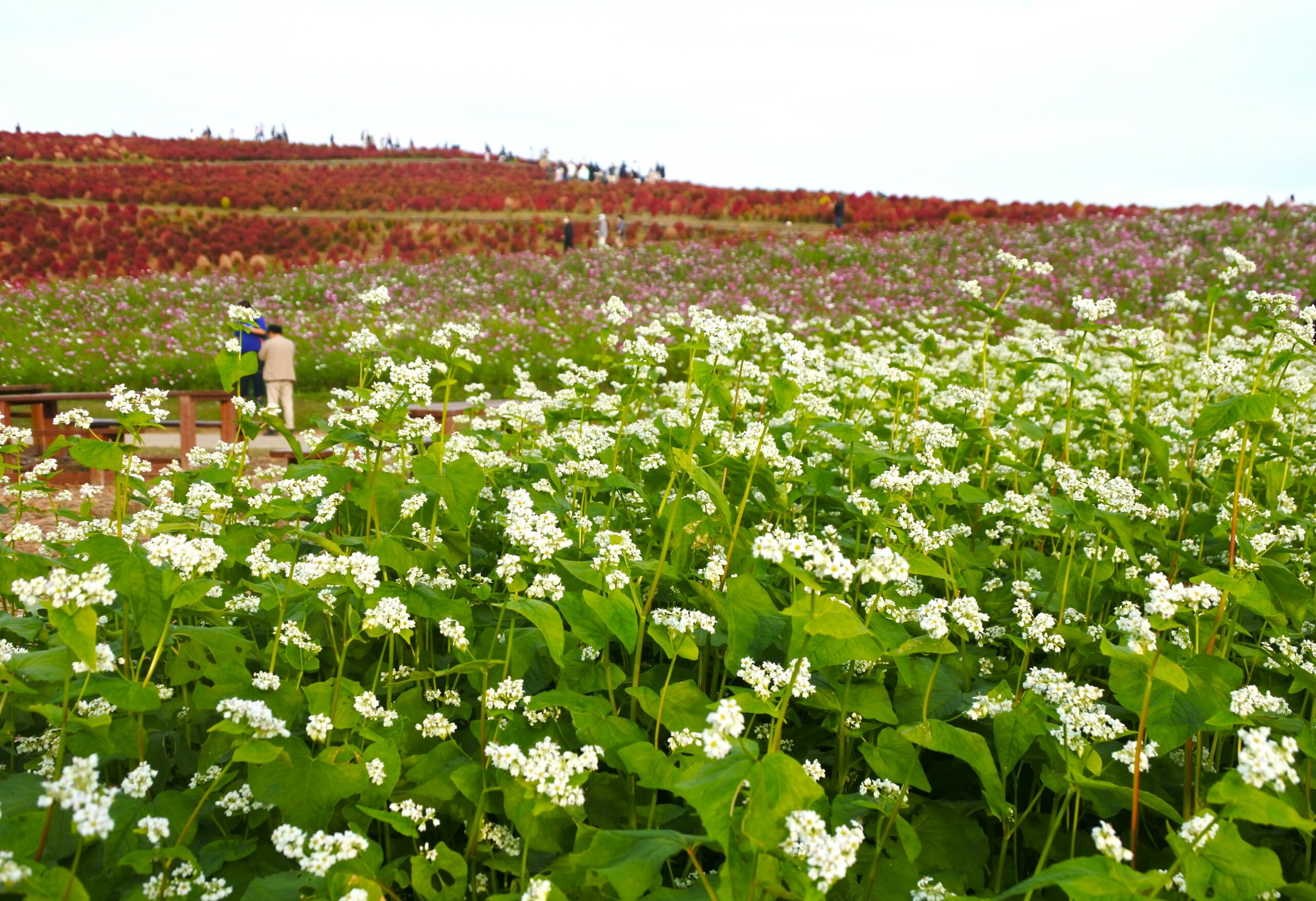 国営ひたち海浜公園
