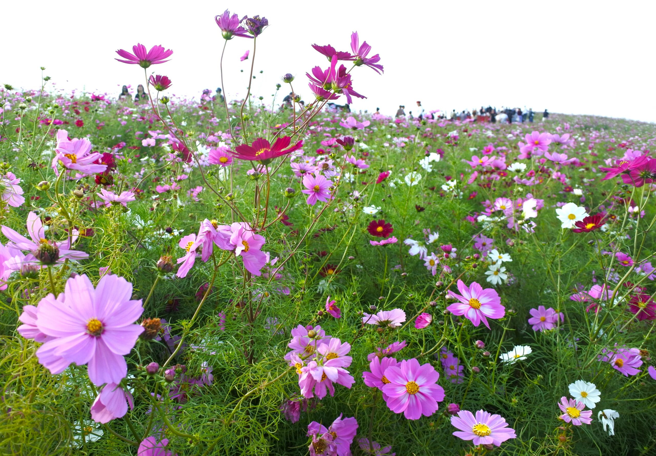 国営ひたち海浜公園