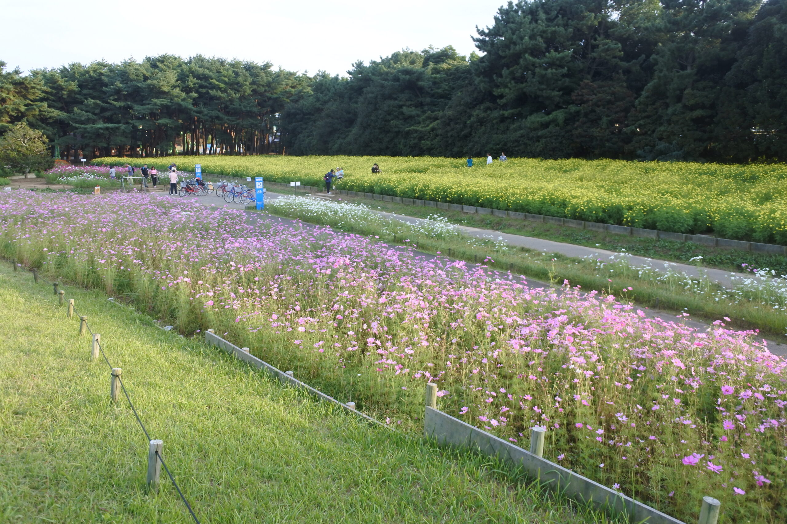 国営ひたち海浜公園