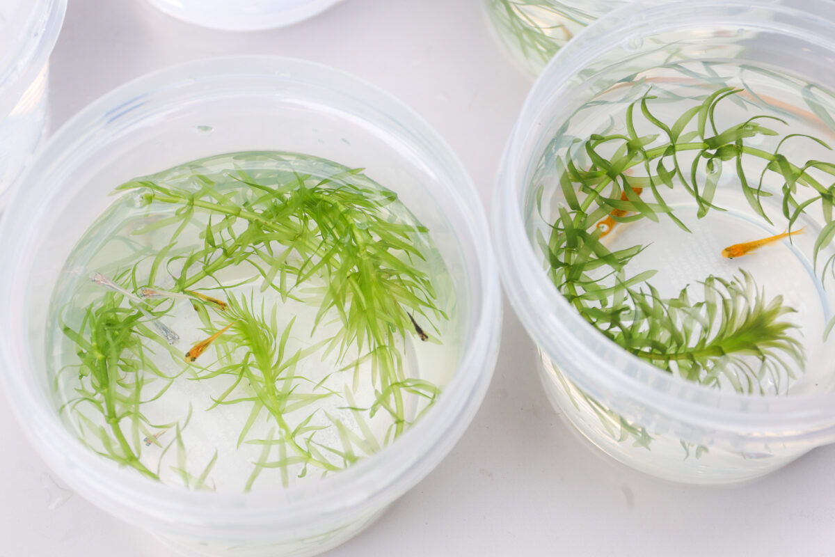 根津・千駄木下町まつり