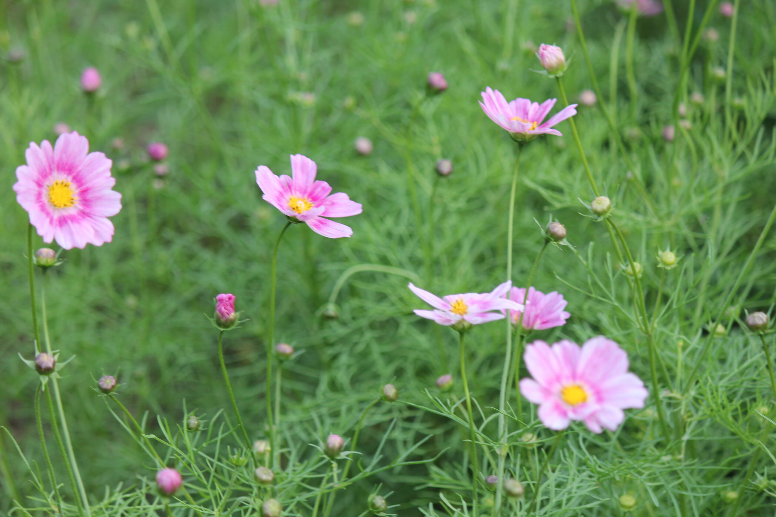 国営ひたち海浜公園