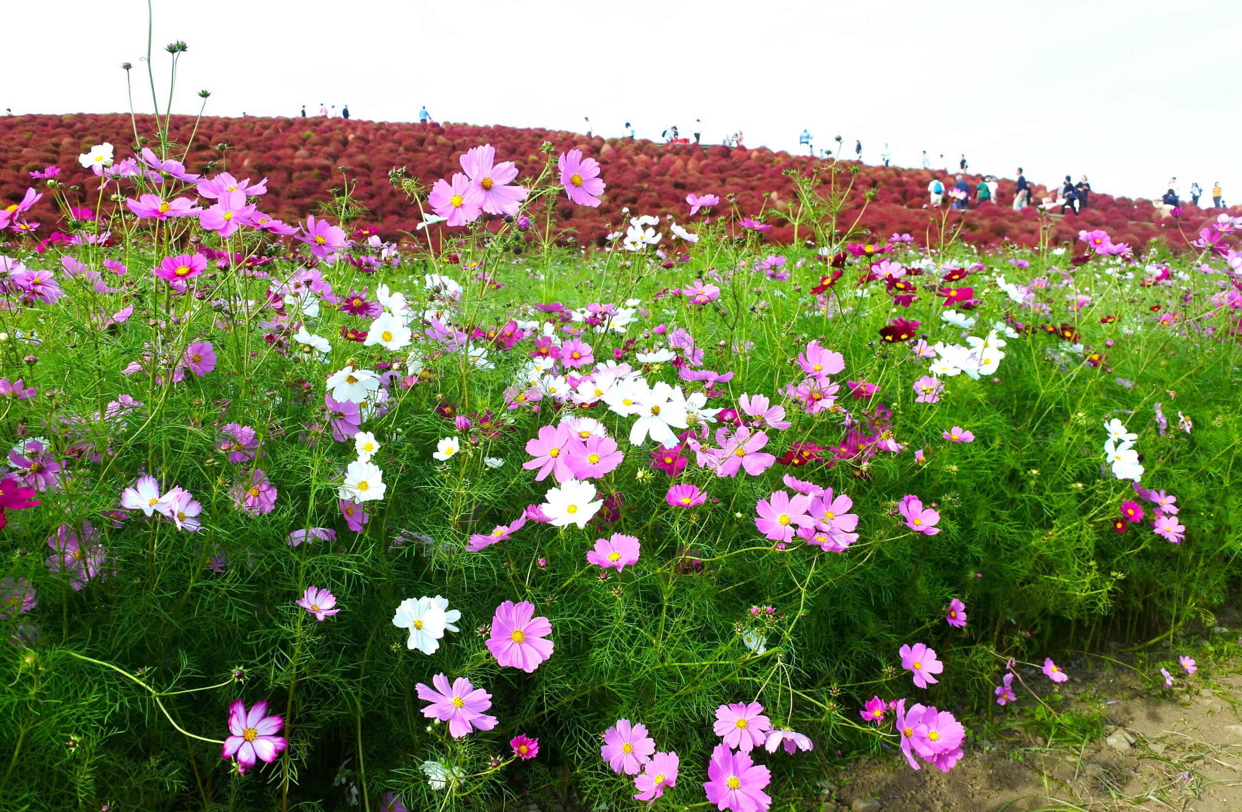 国営ひたち海浜公園