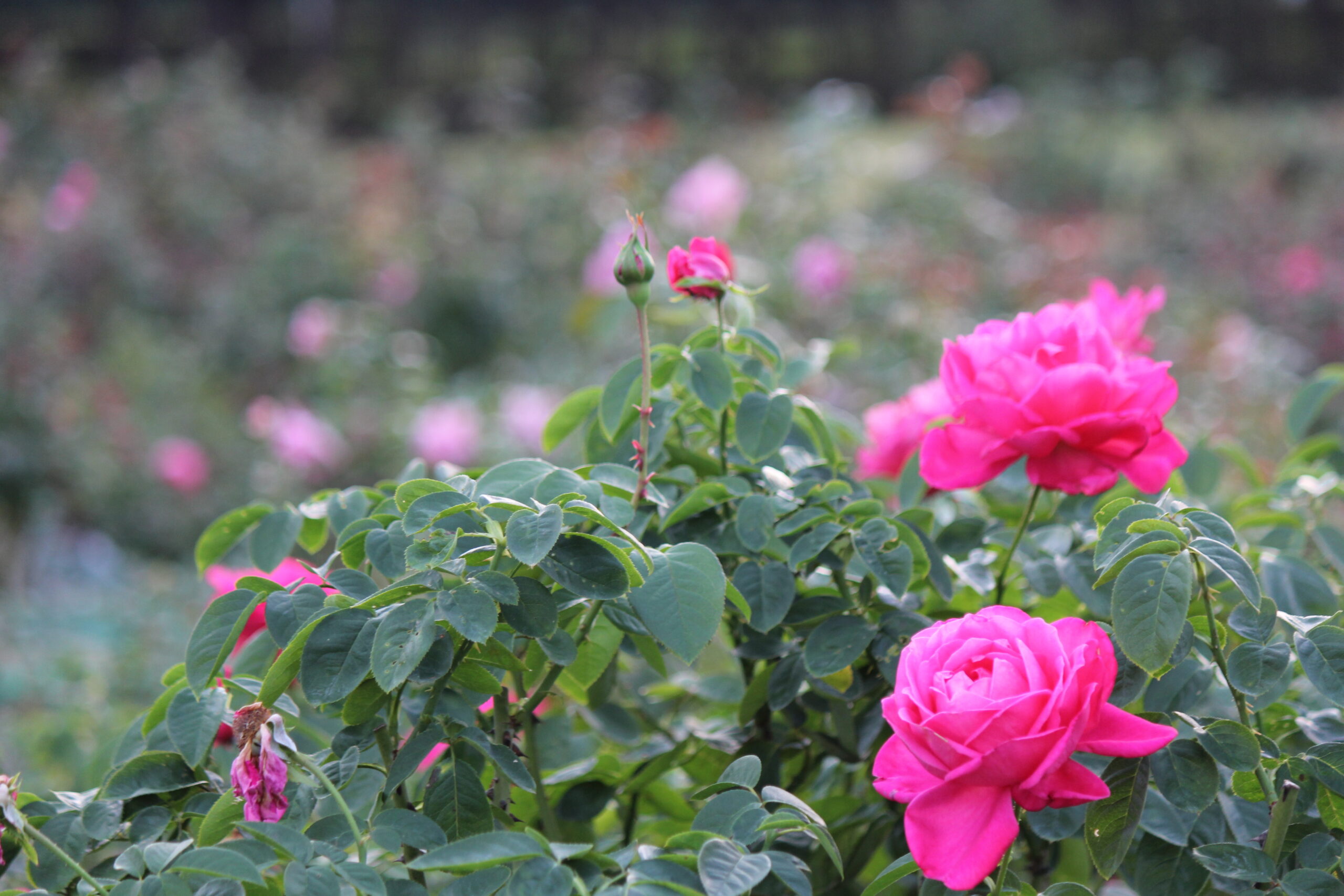 国営ひたち海浜公園
