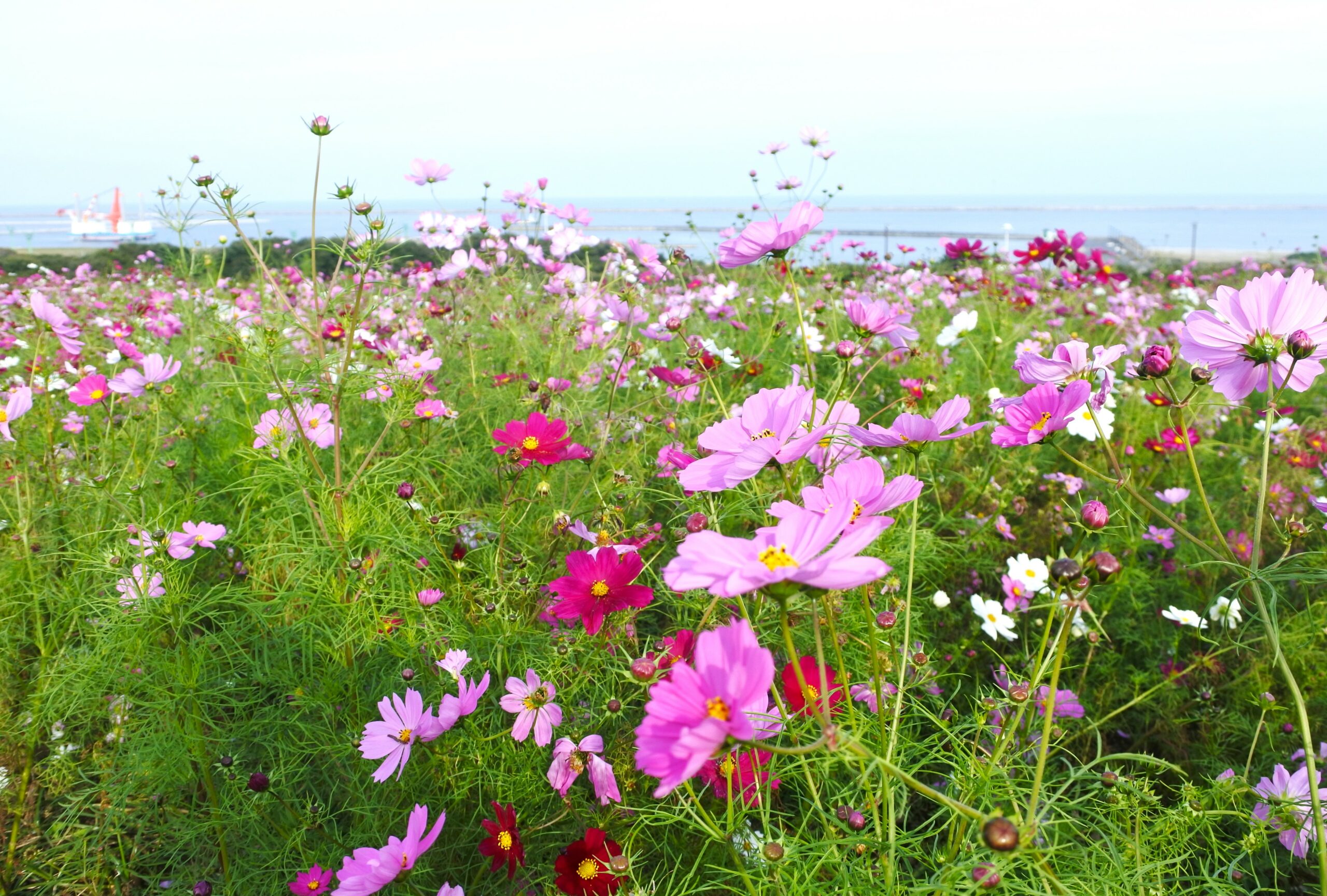 国営ひたち海浜公園
