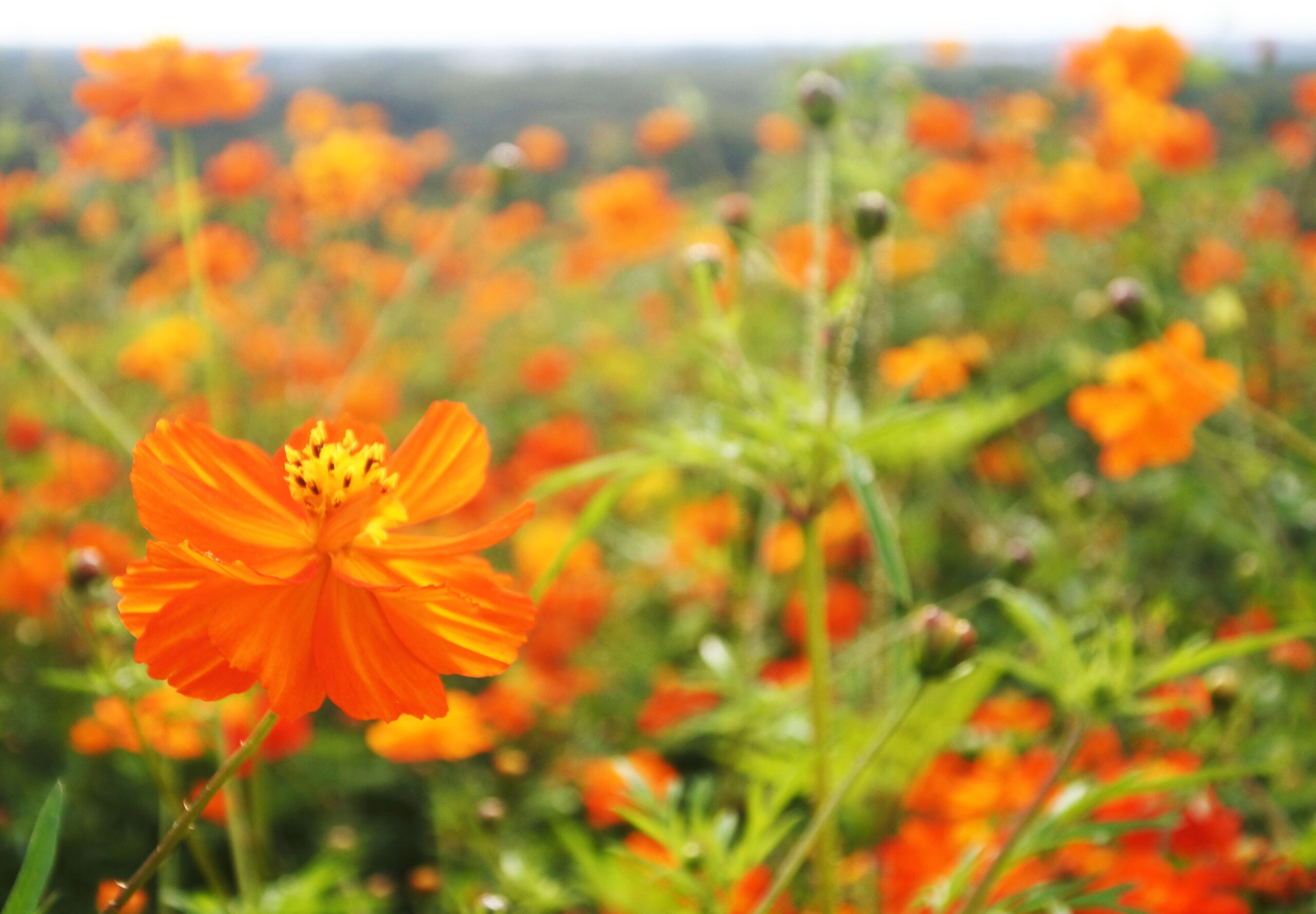 国営ひたち海浜公園