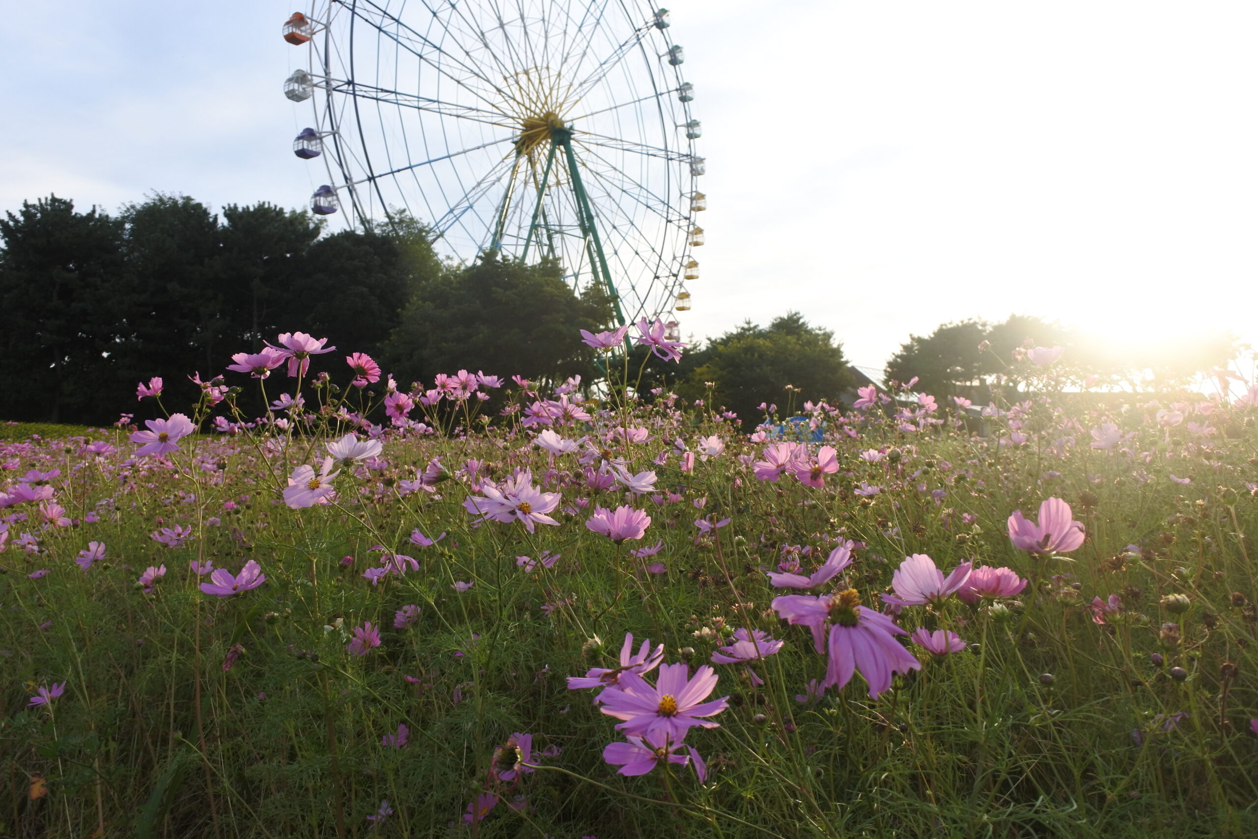 国営ひたち海浜公園