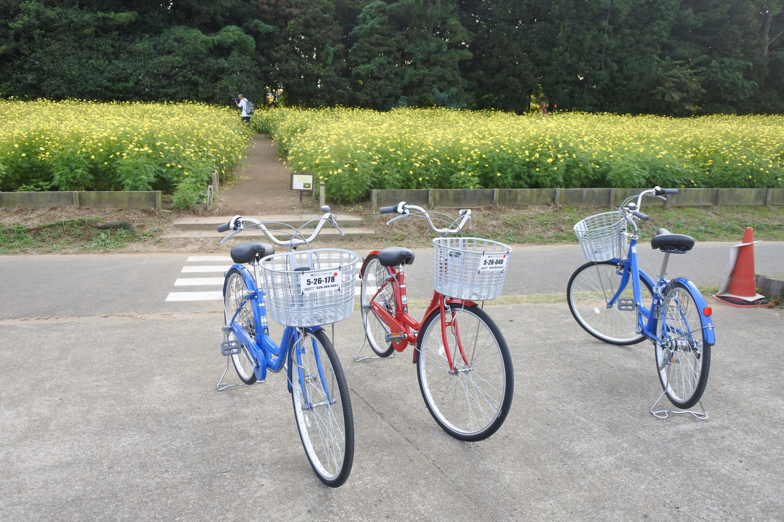 国営ひたち海浜公園