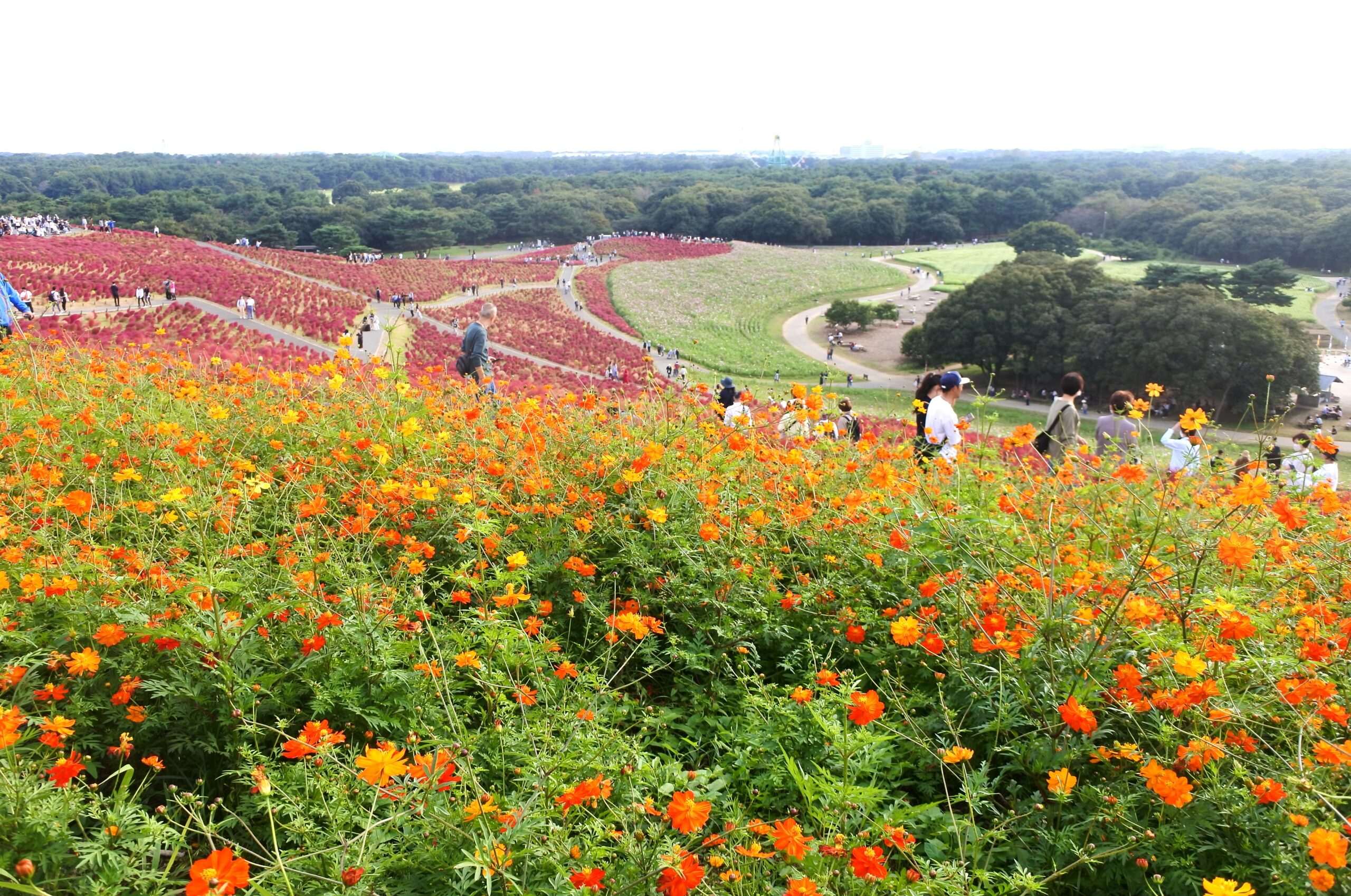 国営ひたち海浜公園