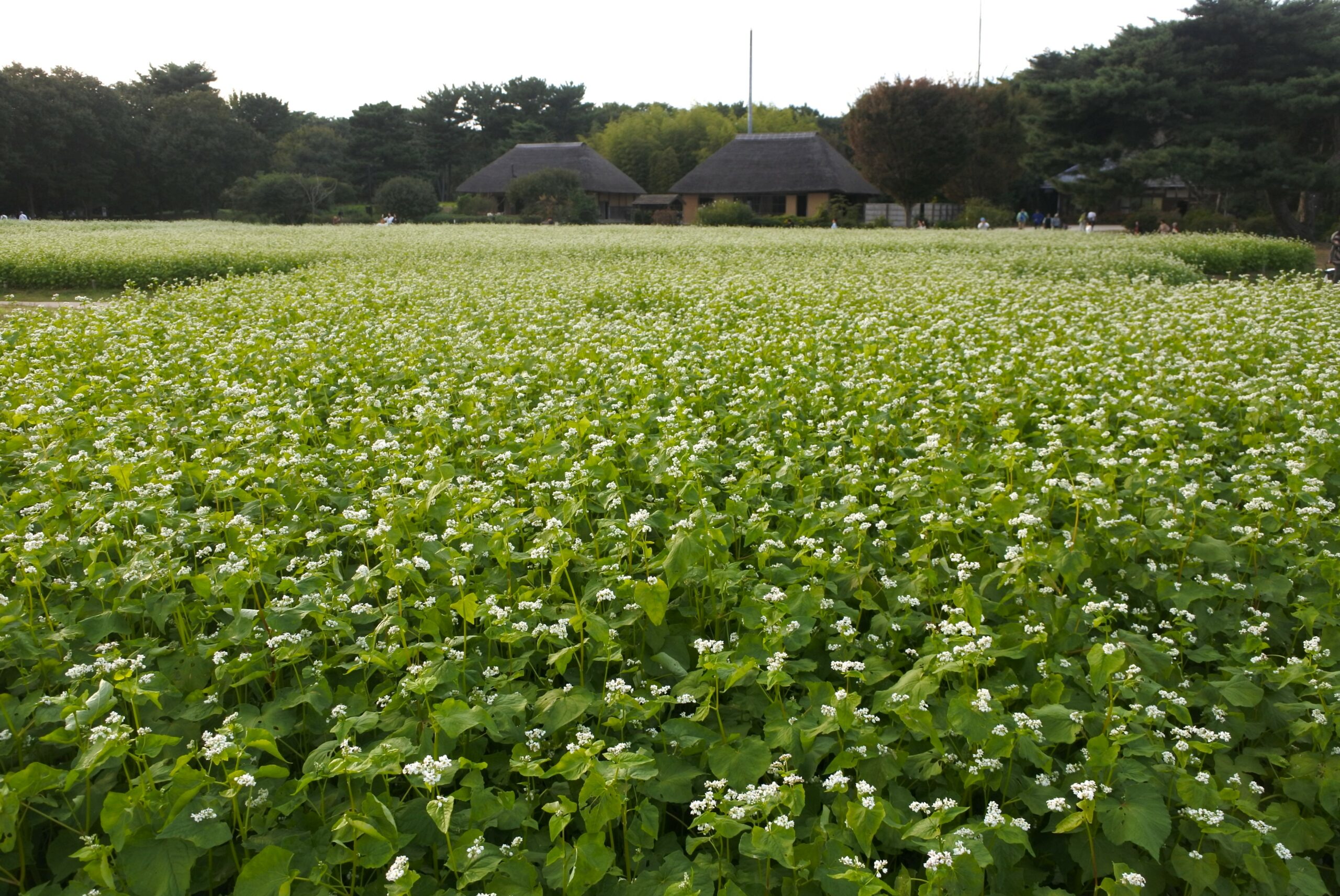 国営ひたち海浜公園