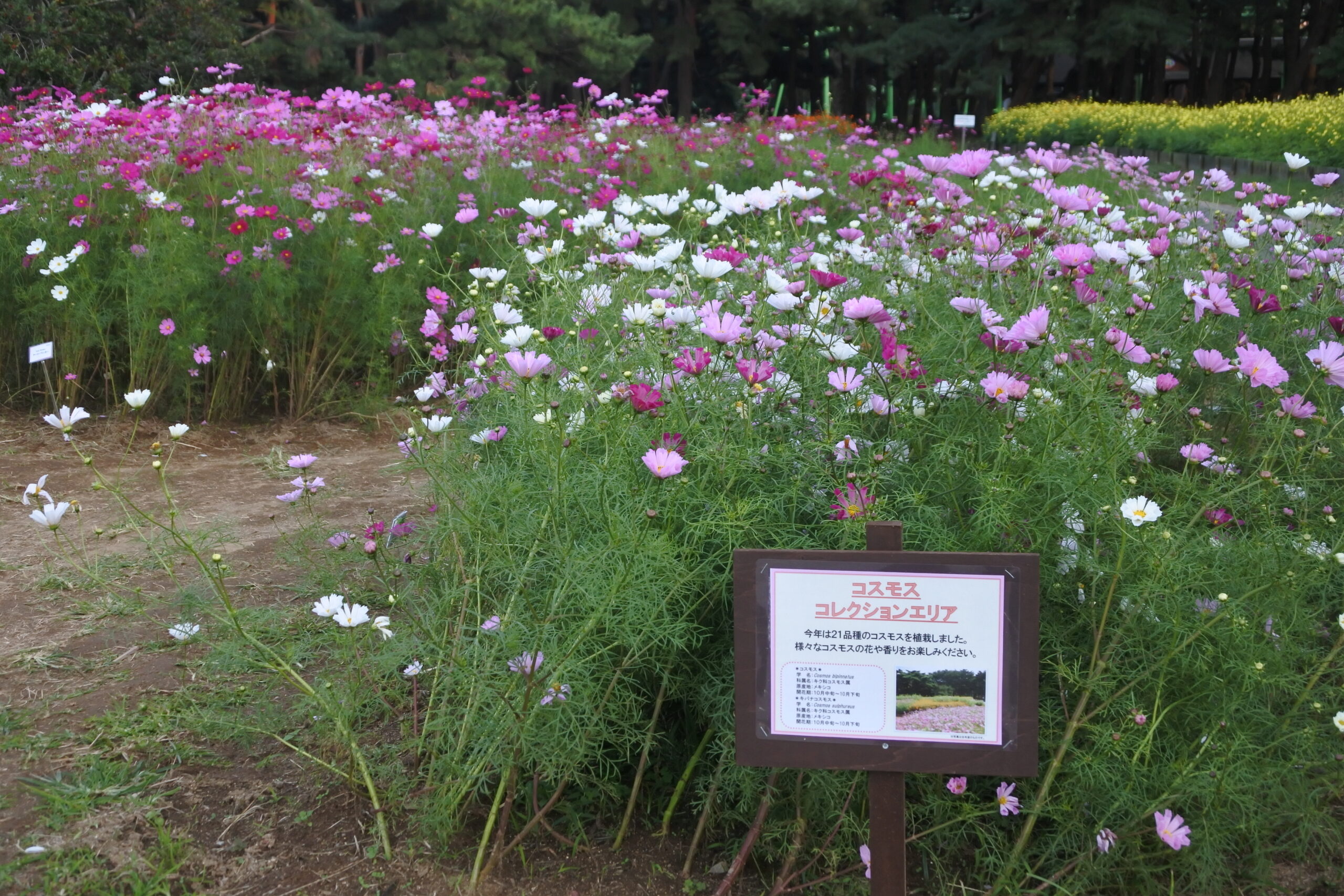 国営ひたち海浜公園