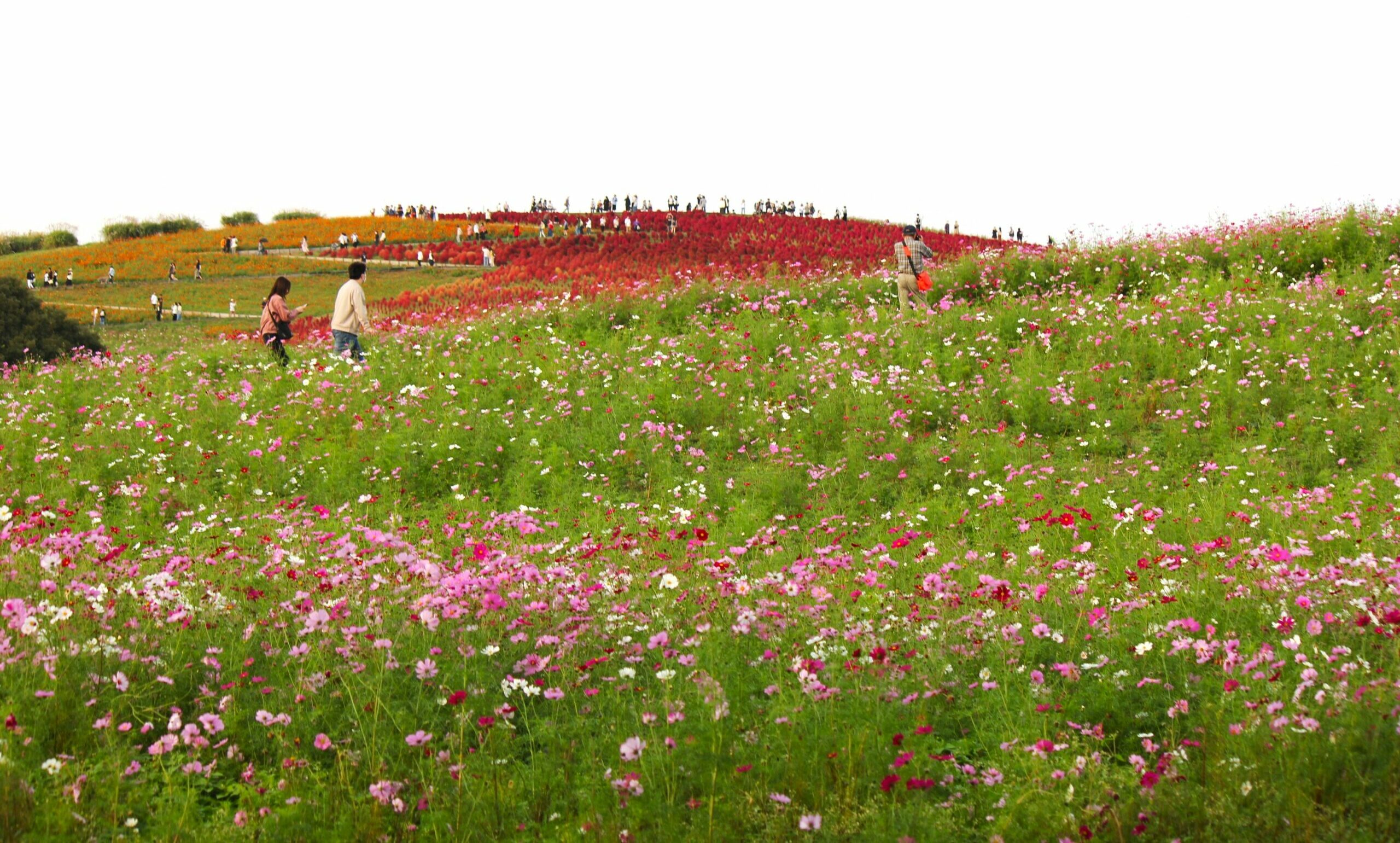 国営ひたち海浜公園