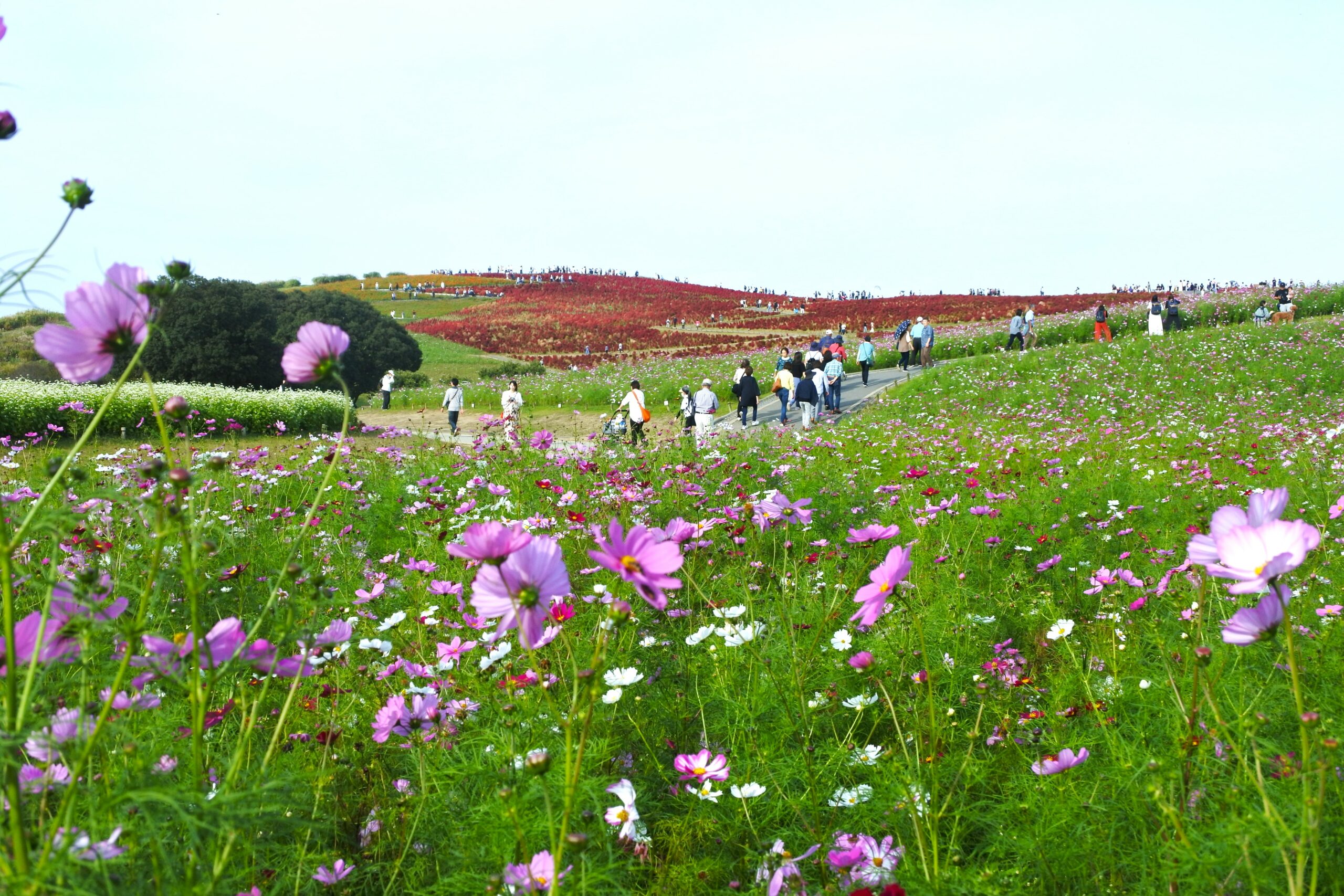 今が見頃！コキアだけじゃない！秋の「国営ひたち海浜公園」はコスモスにも絶対注目◎｜株式会社オマツリジャパン