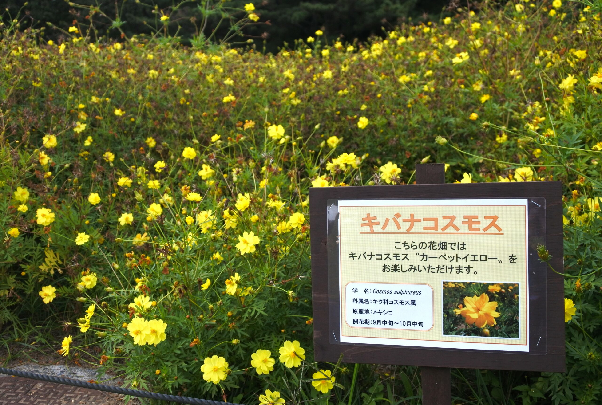 国営ひたち海浜公園