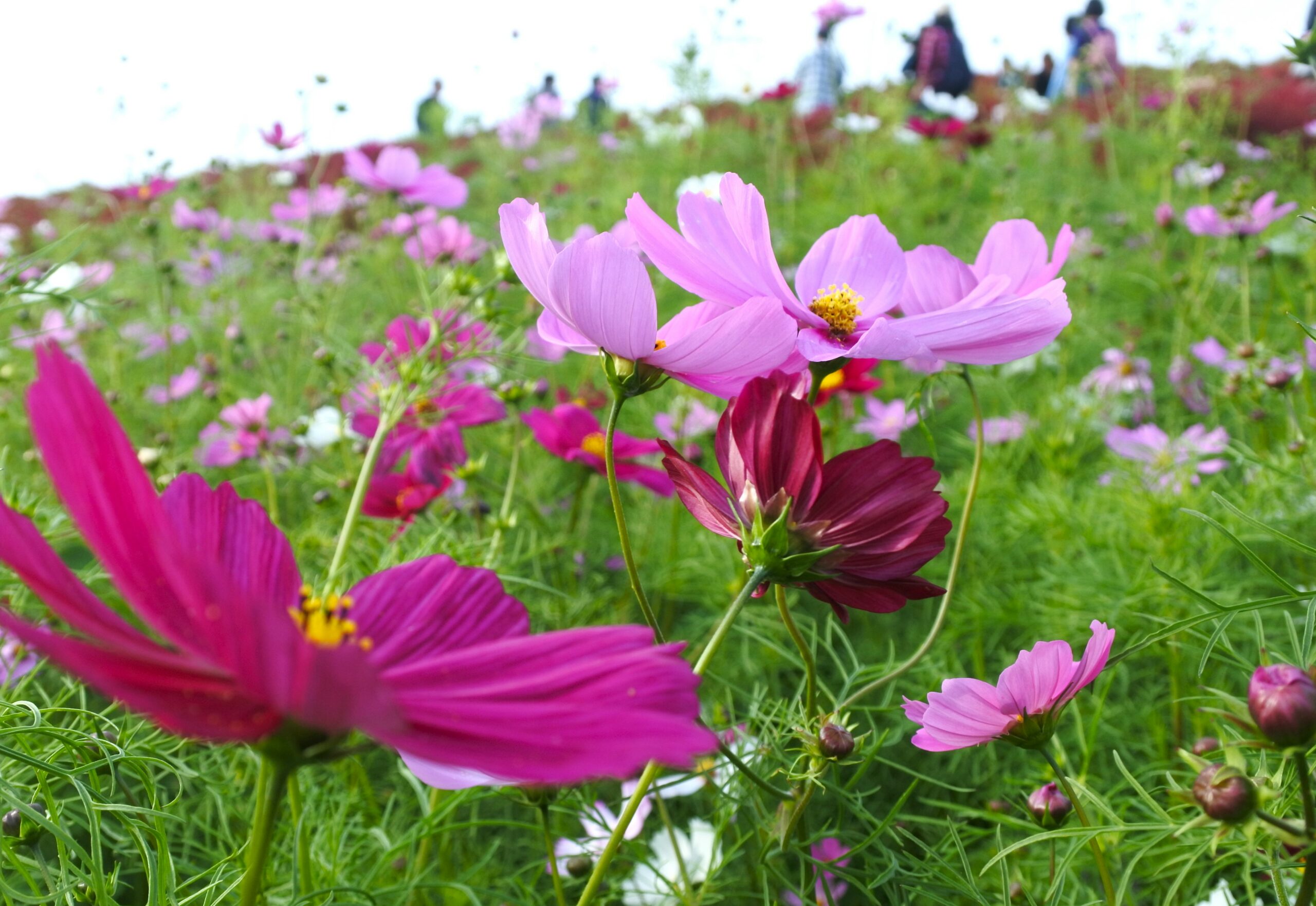国営ひたち海浜公園