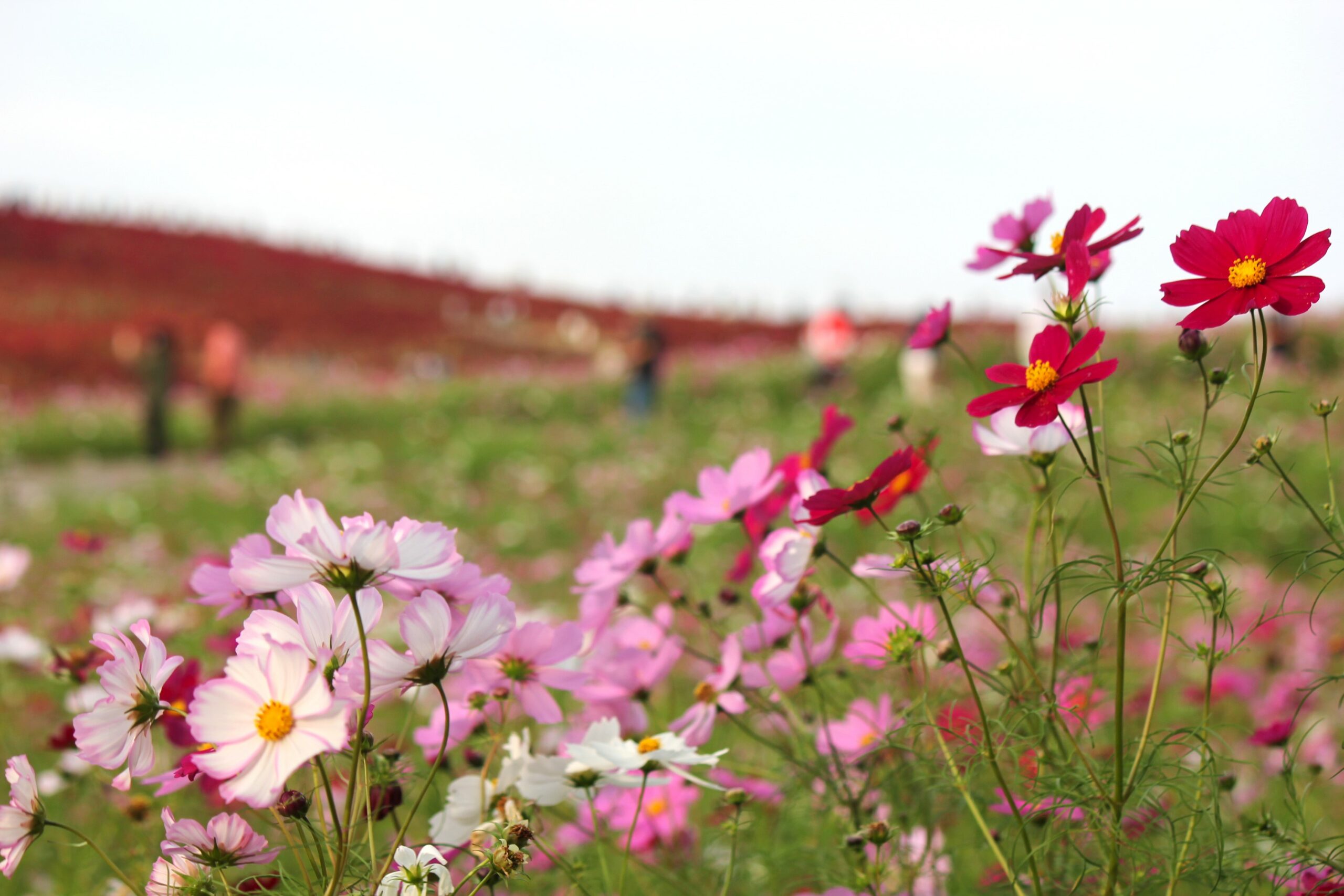 国営ひたち海浜公園