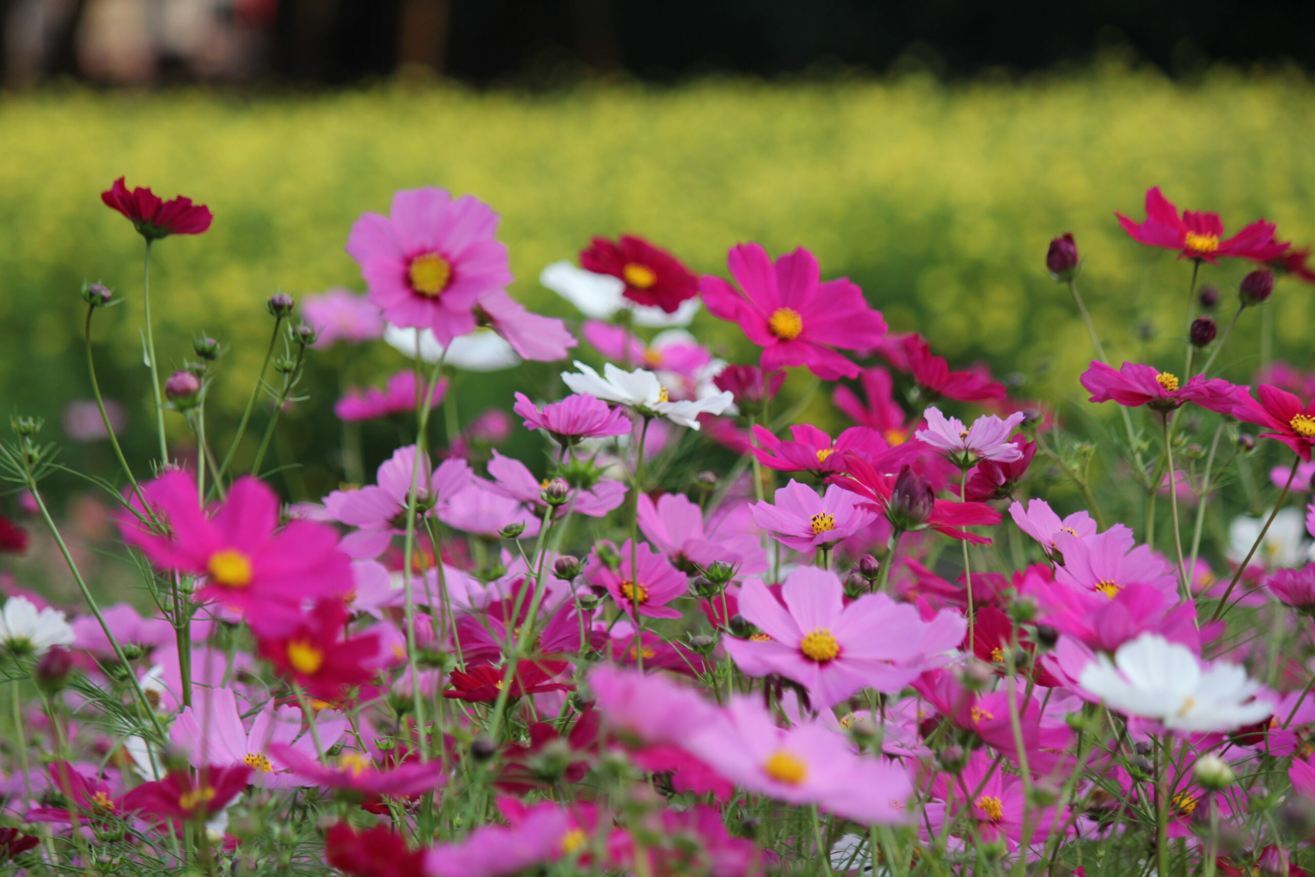 国営ひたち海浜公園
