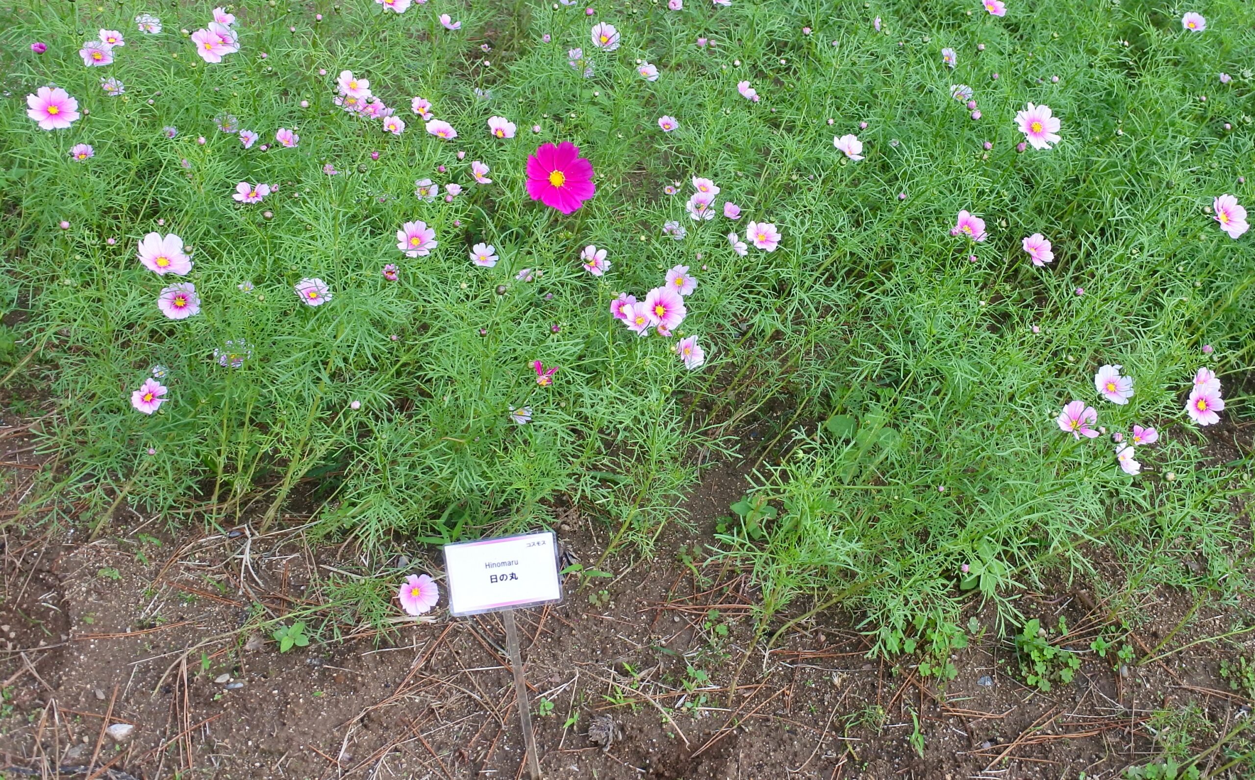 国営ひたち海浜公園