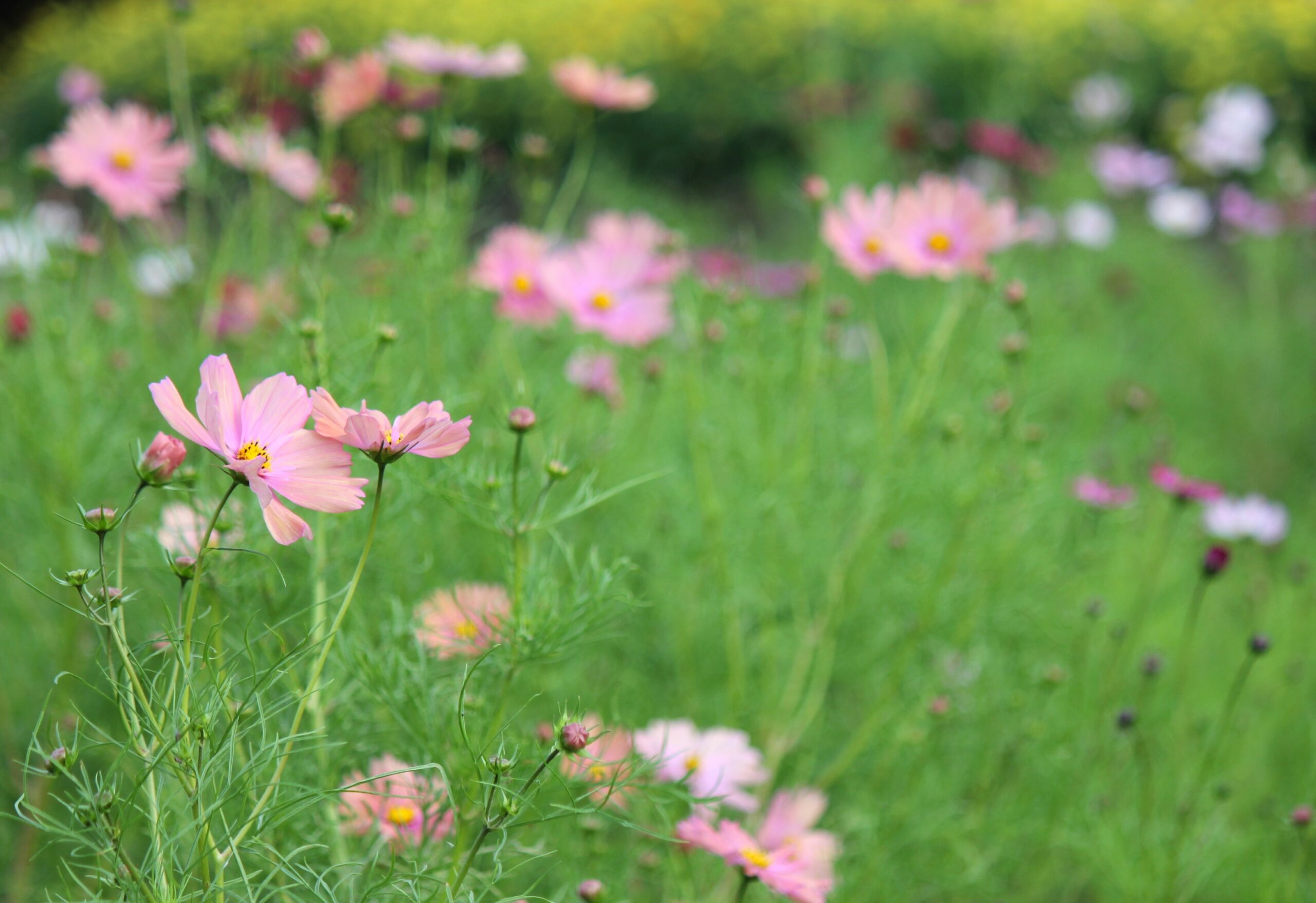 国営ひたち海浜公園